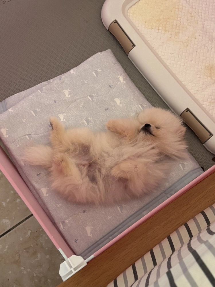 博美犬