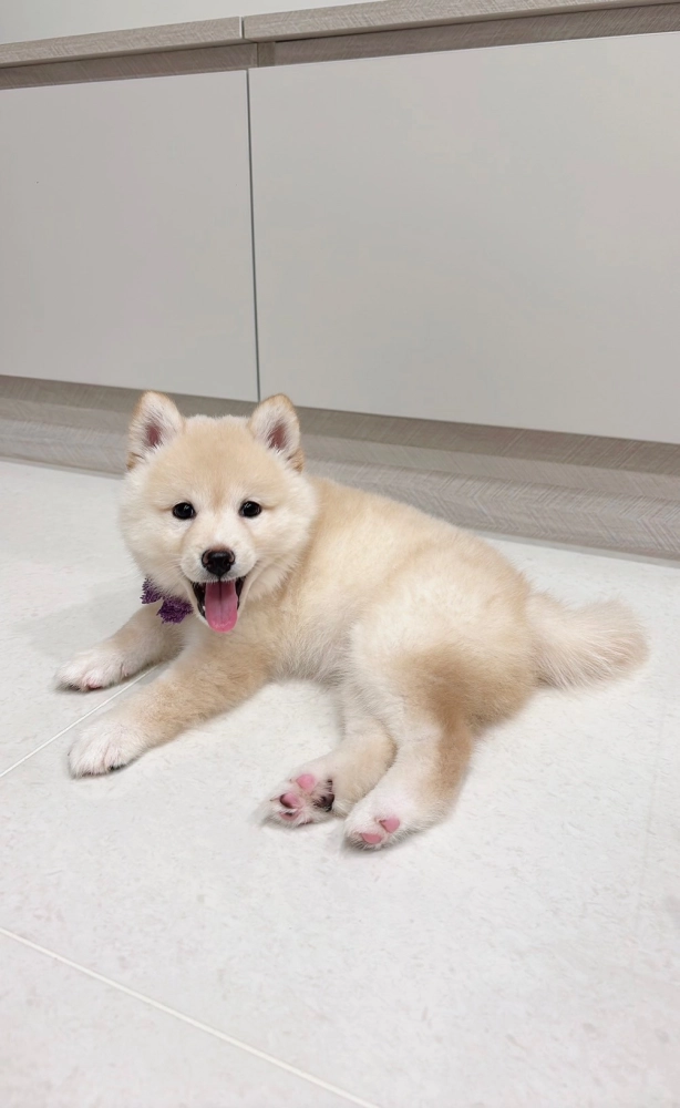 白柴犬:豆芽菜