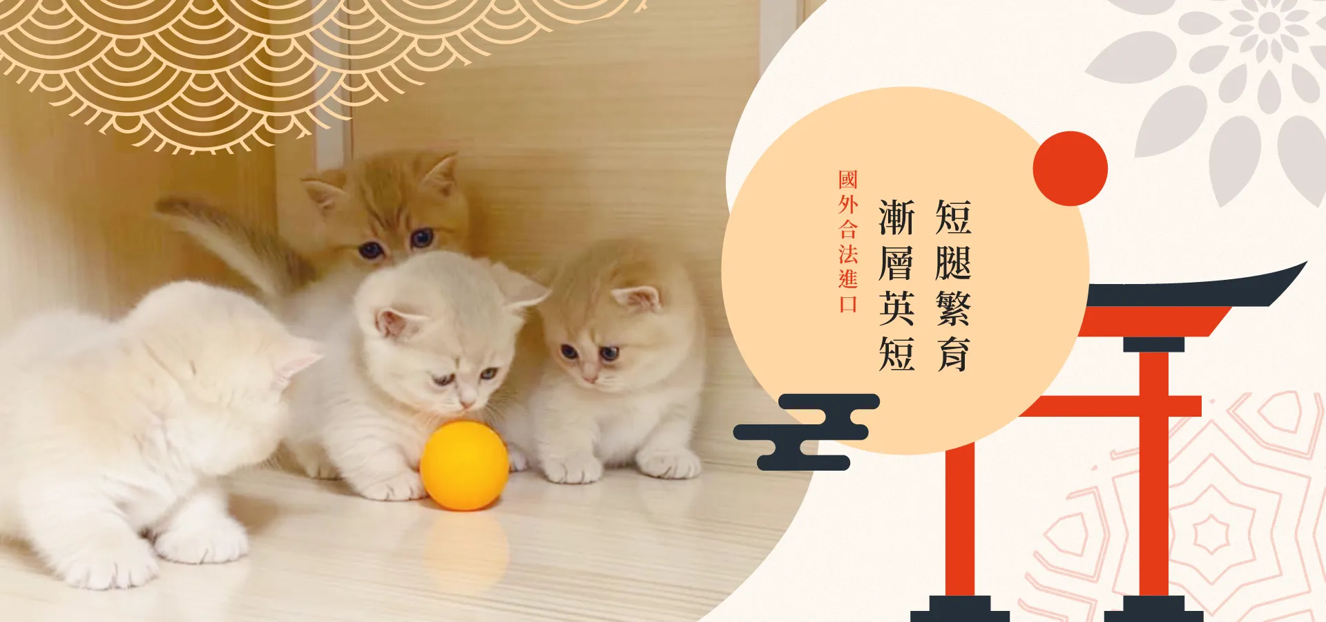 喵皇世家-貓舍,短毛貓舍,高雄貓舍,三民區短毛貓舍
