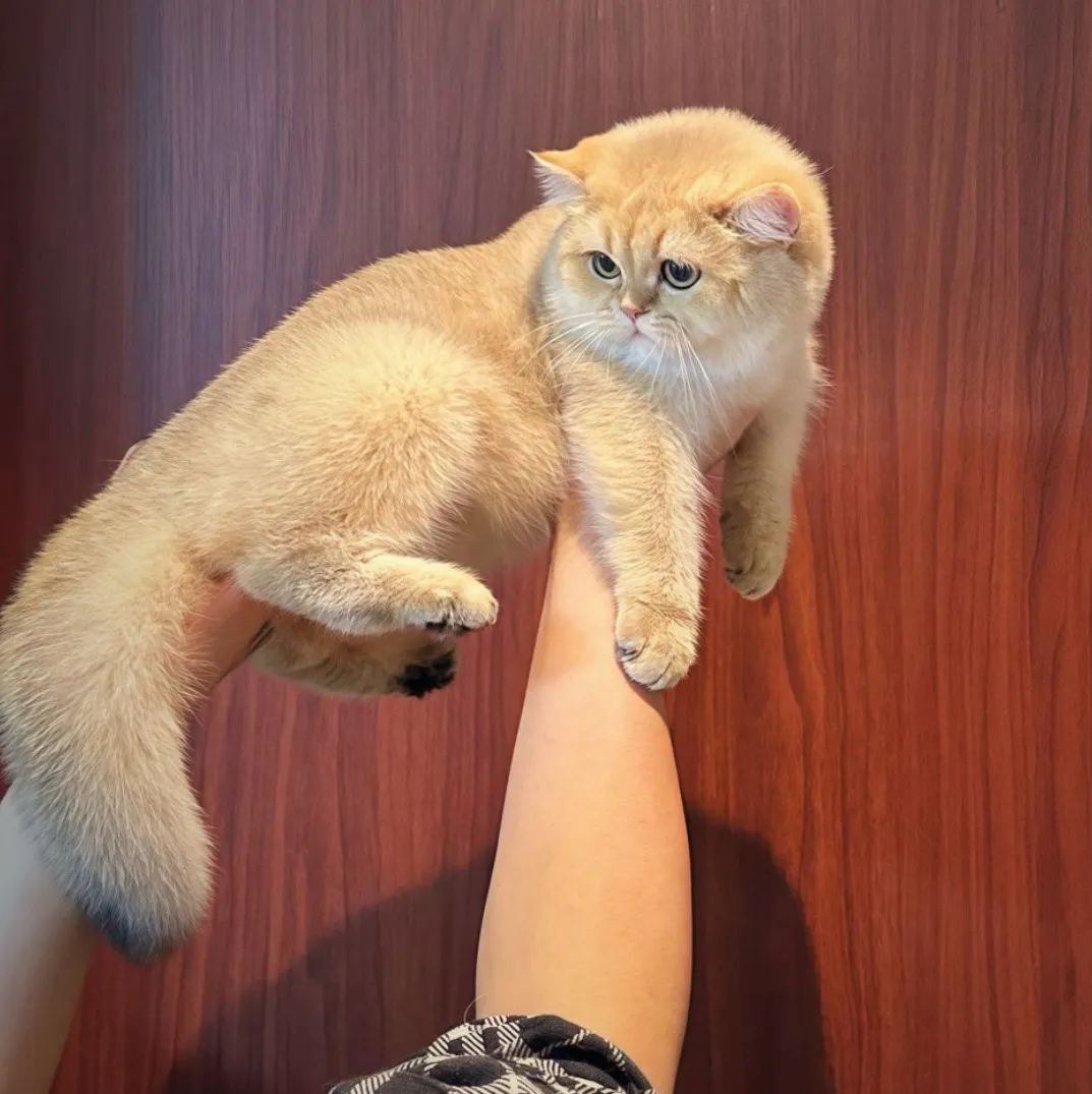 進口金漸層種母 ♡貝比♡