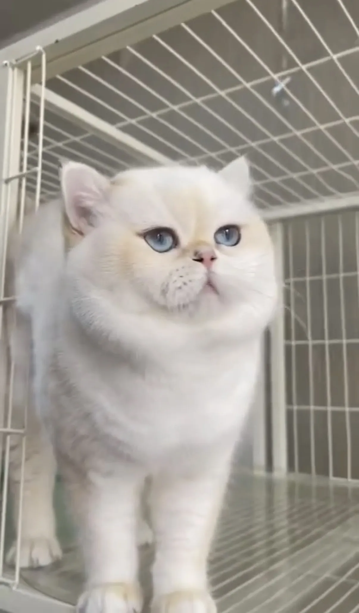 進口金點12種公 ♡少爺♡