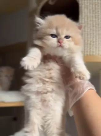 紫金長毛 妹妹 蹲家中