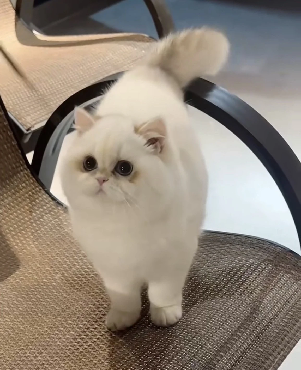 金漸層點色英短種公♡炭吉♡