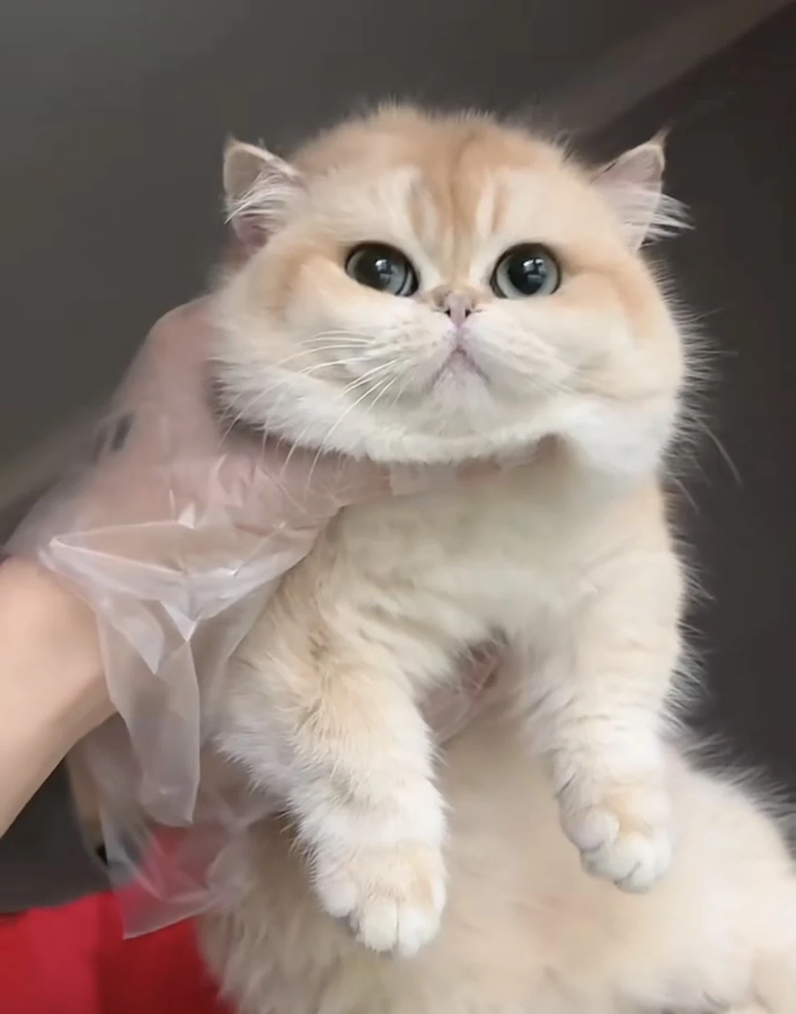 金漸層12色曼赤肯種母 ♡小喬♡
