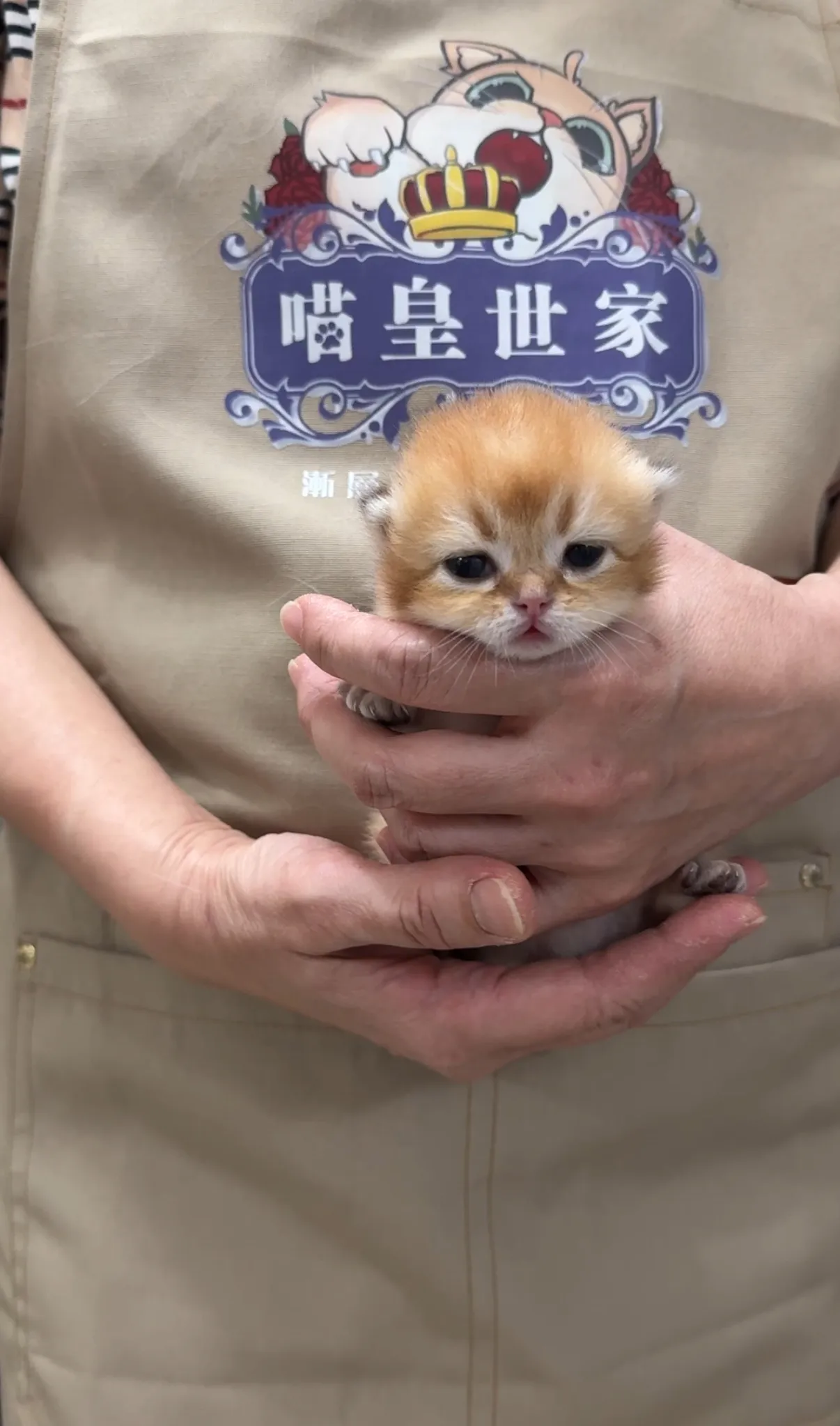 娃娃幼態臉｜金漸層12短腿 弟弟