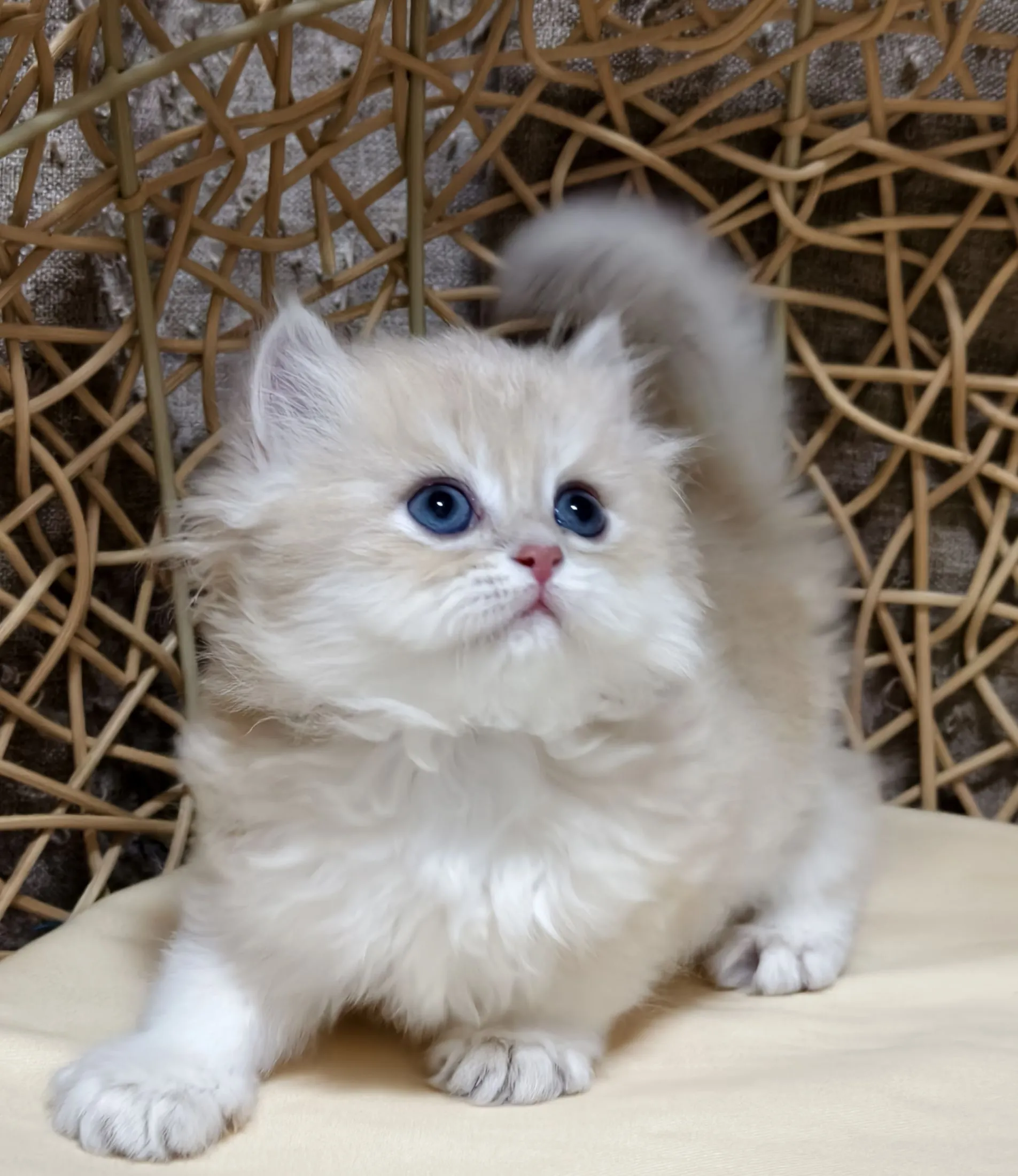 娃娃臉紫金漸層長毛｜妹妹