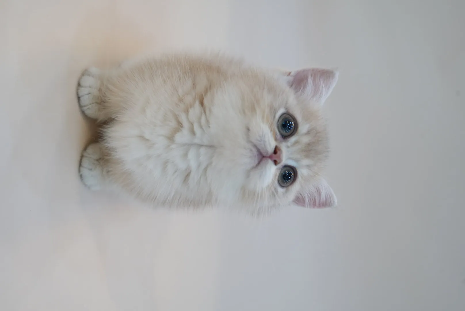 貼地矮 | 紫金曼赤肯