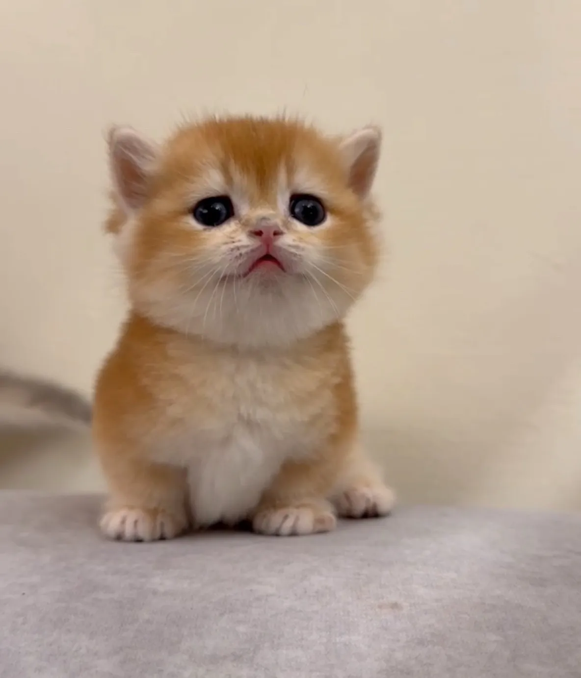 貼地矮｜金漸層曼赤肯弟弟