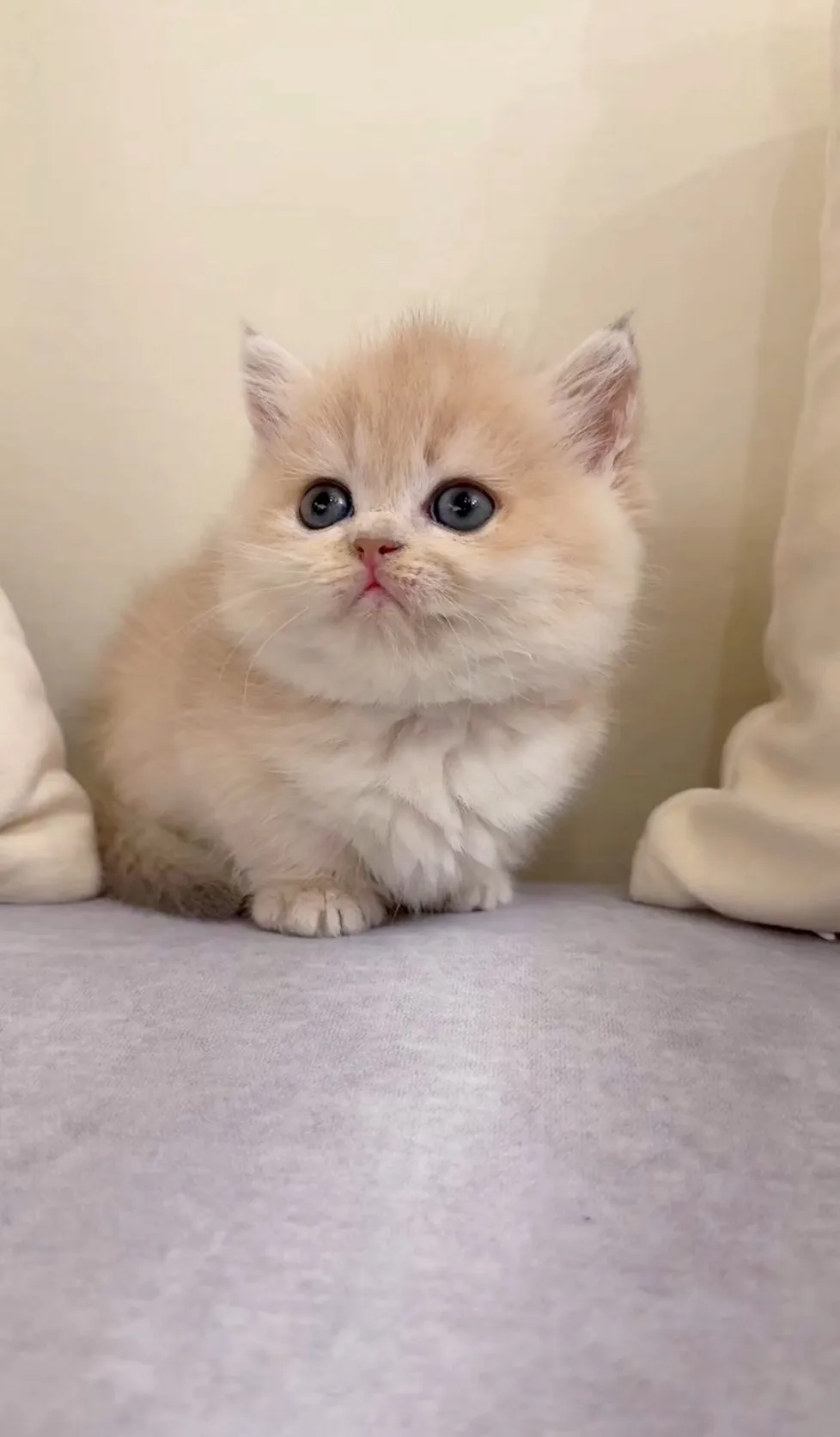 極品貼地矮小熊｜焦糖金漸層曼赤肯妹妹