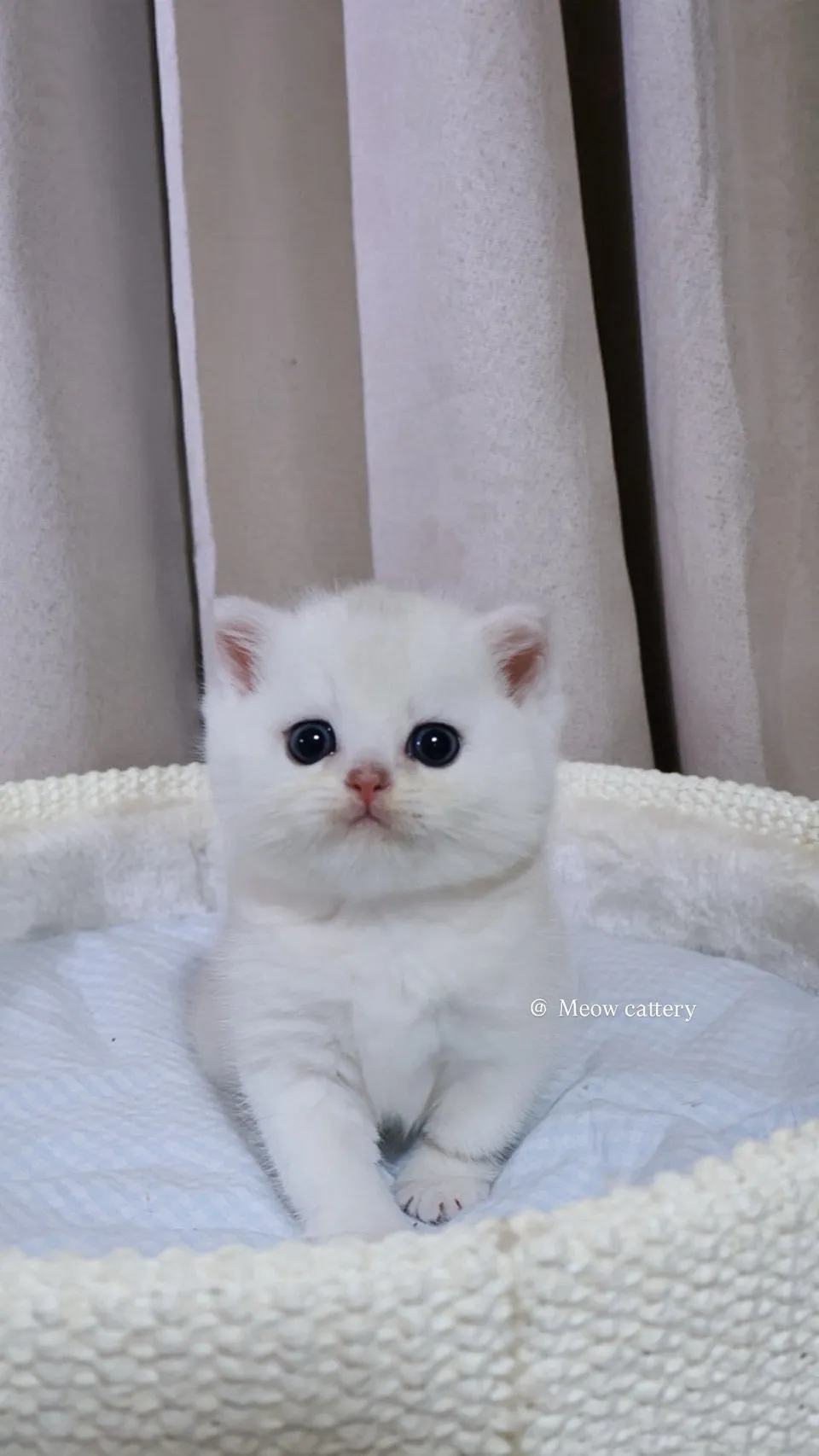 卡通臉銀點弟弟 (已有家)