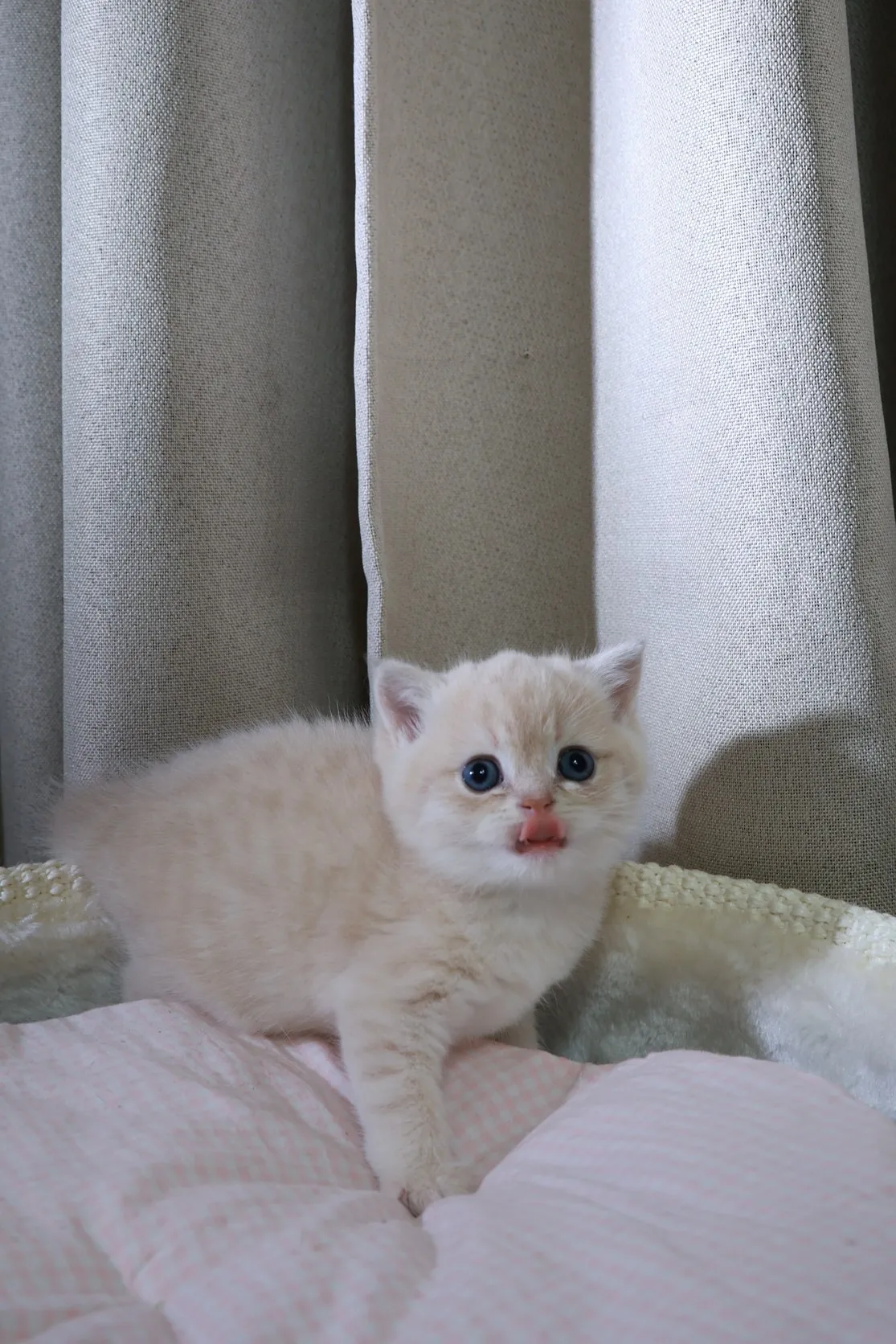 甜美紫金妹妹 (已有家)