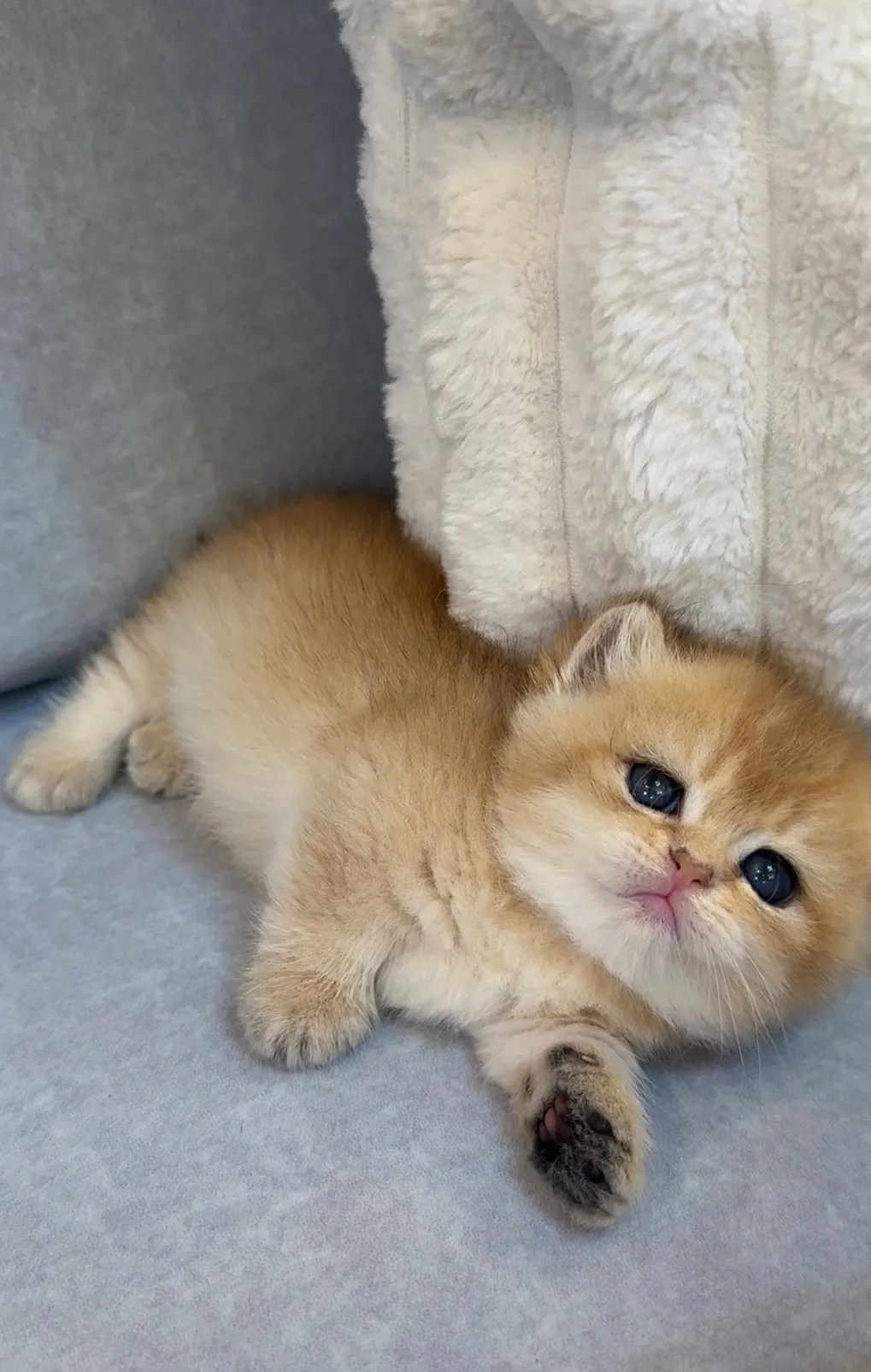 貼地矮 | 金漸層曼赤肯 妹妹 (已有家)