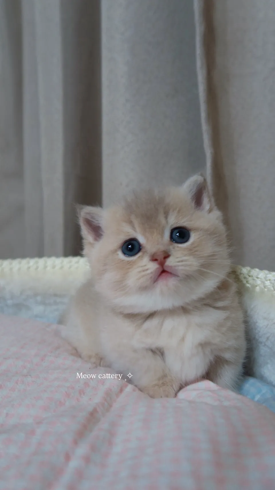 甜美貼地矮 | 紫金曼赤肯 妹妹