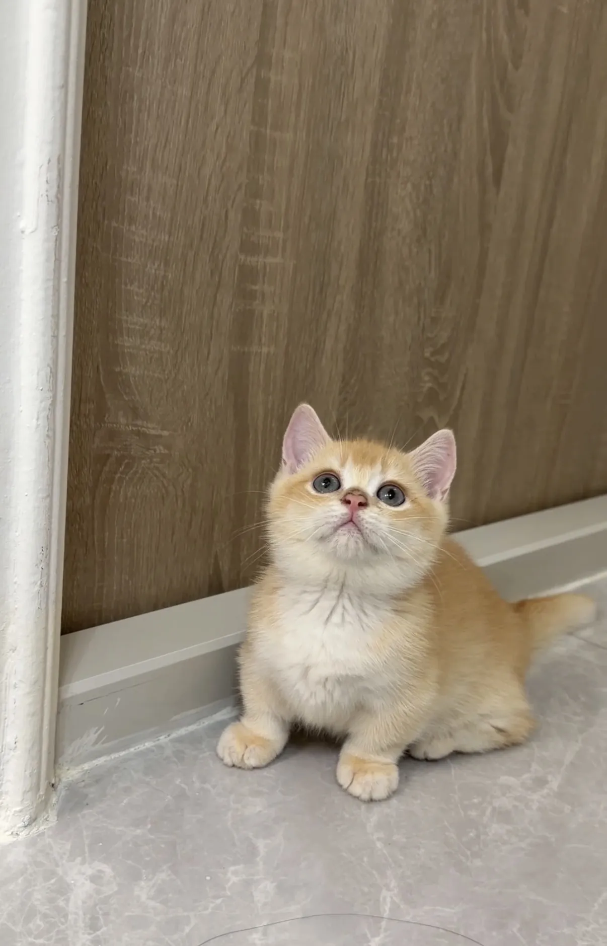 超稀有｜紅金漸層短腿弟弟