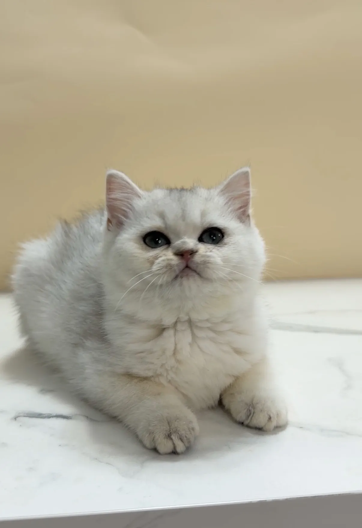 包子臉｜銀漸層弟弟