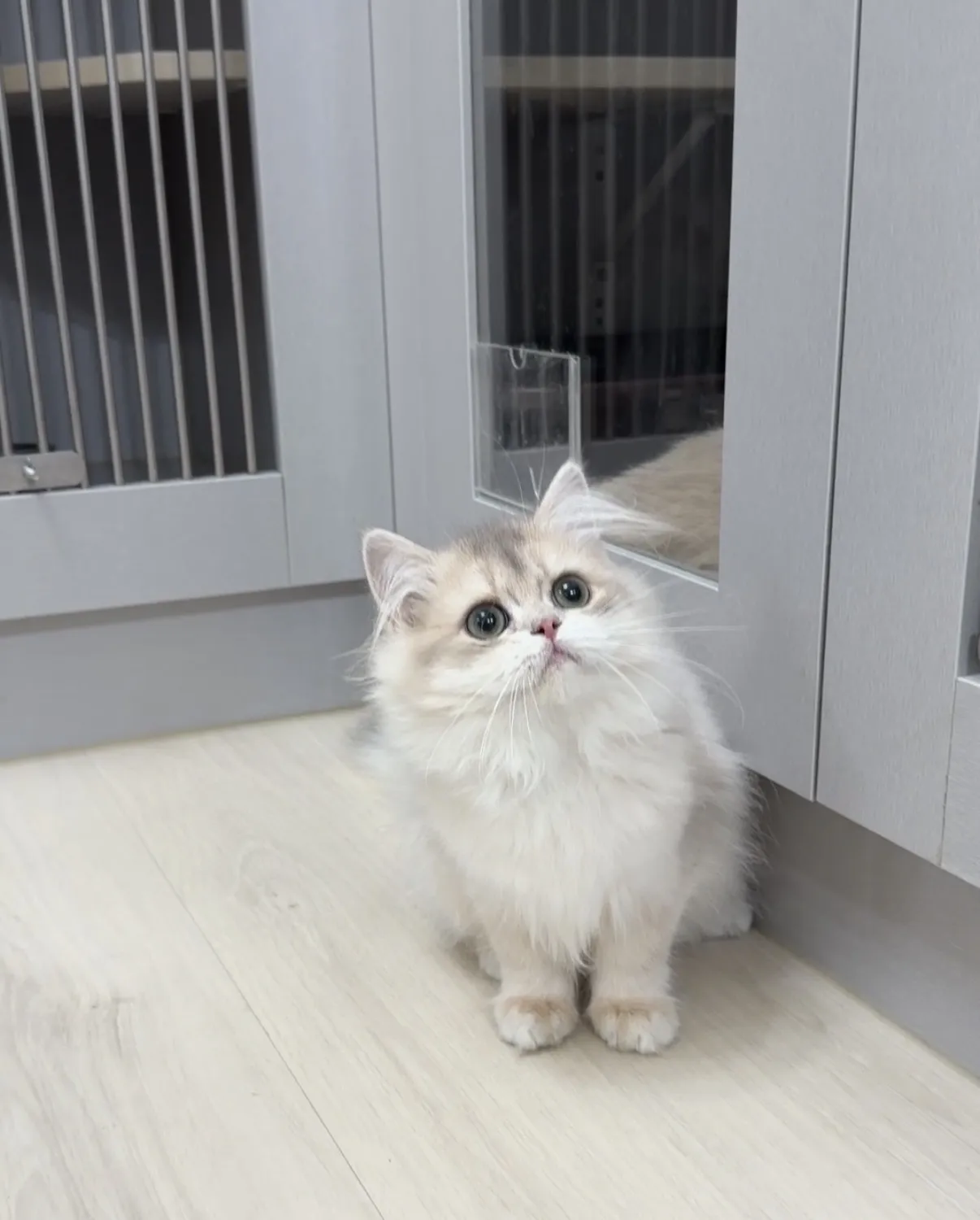 大眼甜美｜藍金長毛妹妹