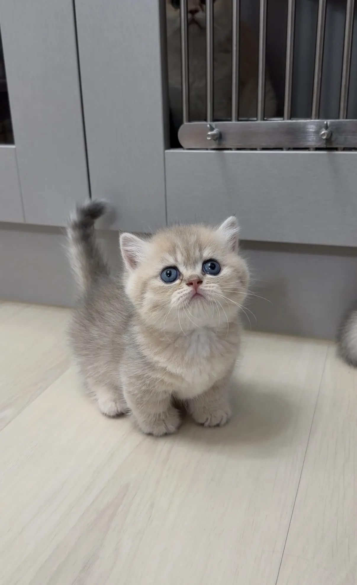 超萌｜藍金短腿弟弟