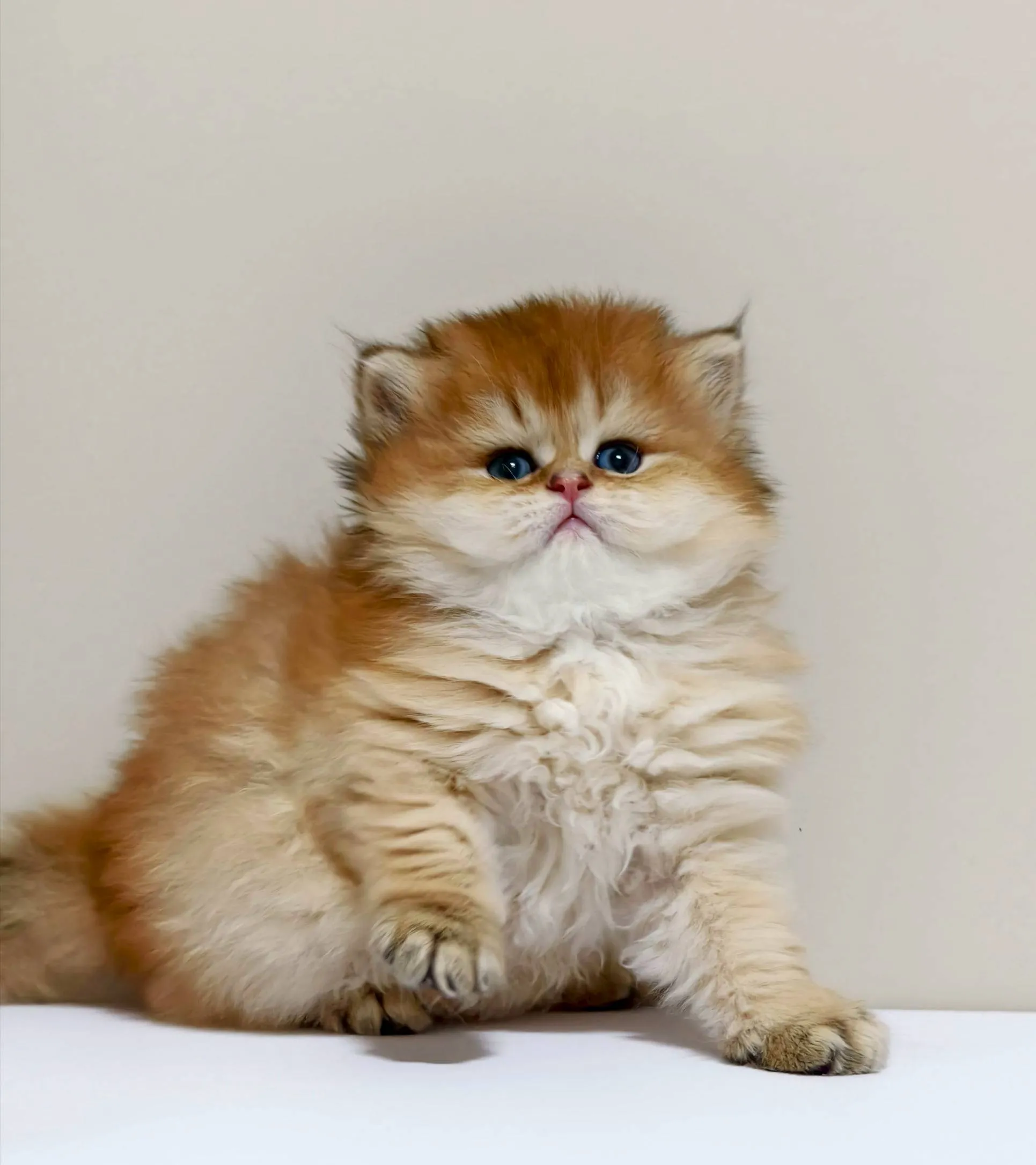 甜美金漸層長毛弟弟