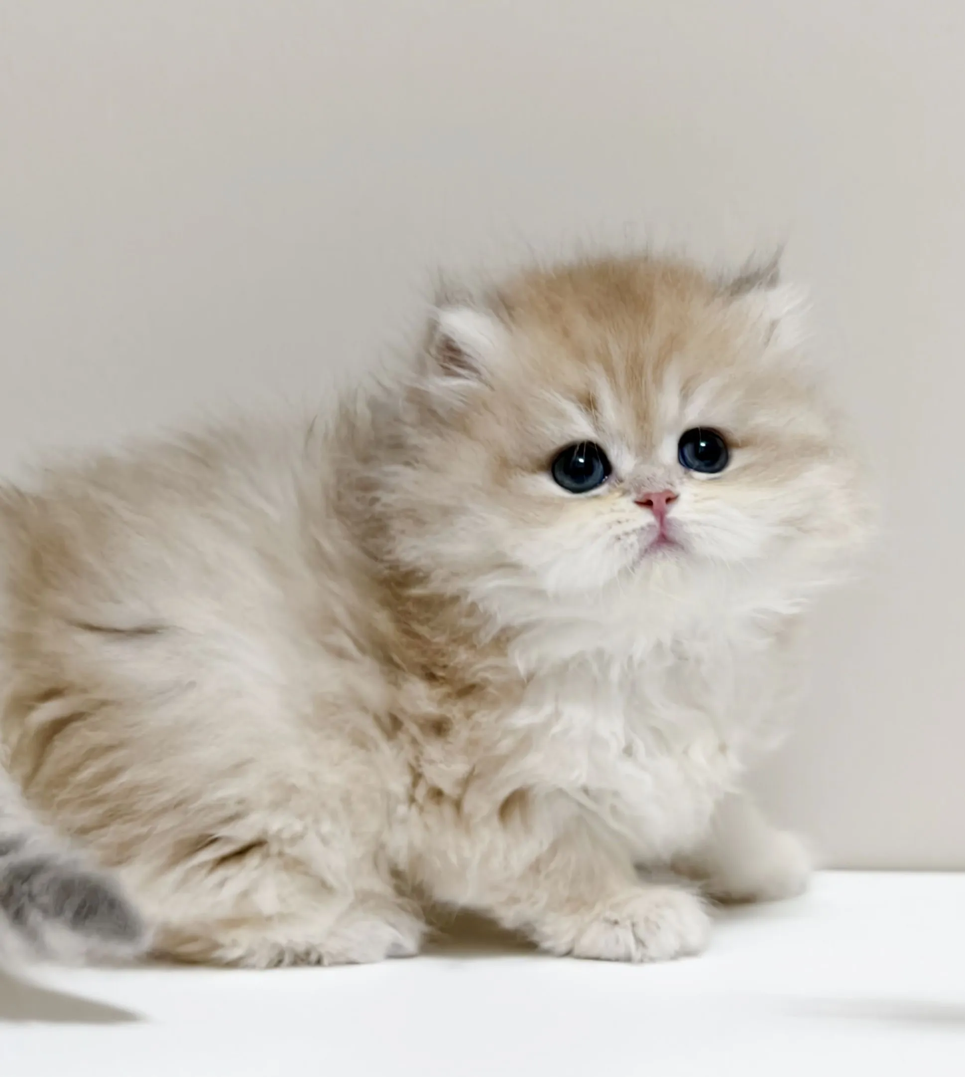 甜美藍金長毛妹妹