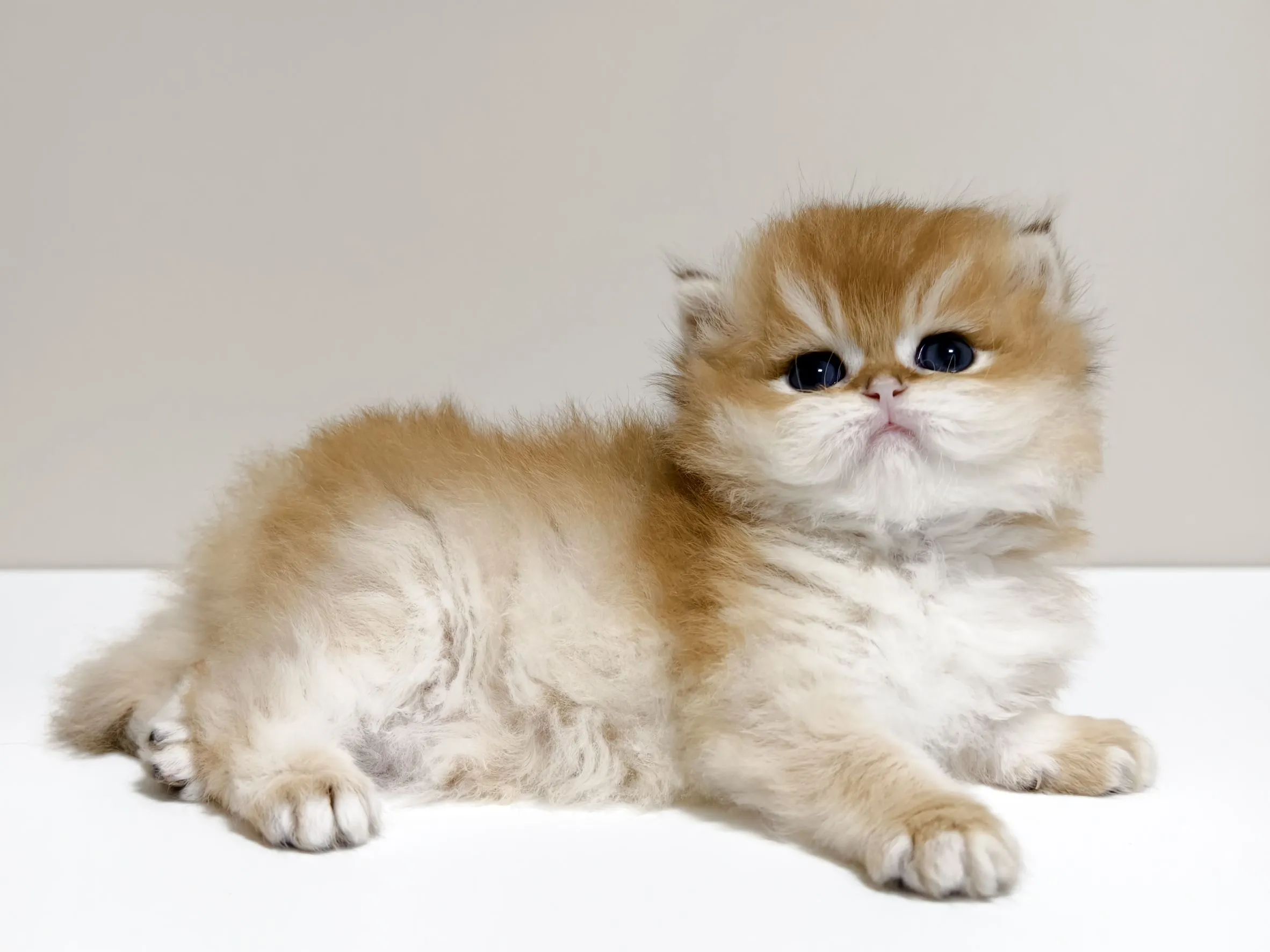 甜美金漸層長毛弟弟