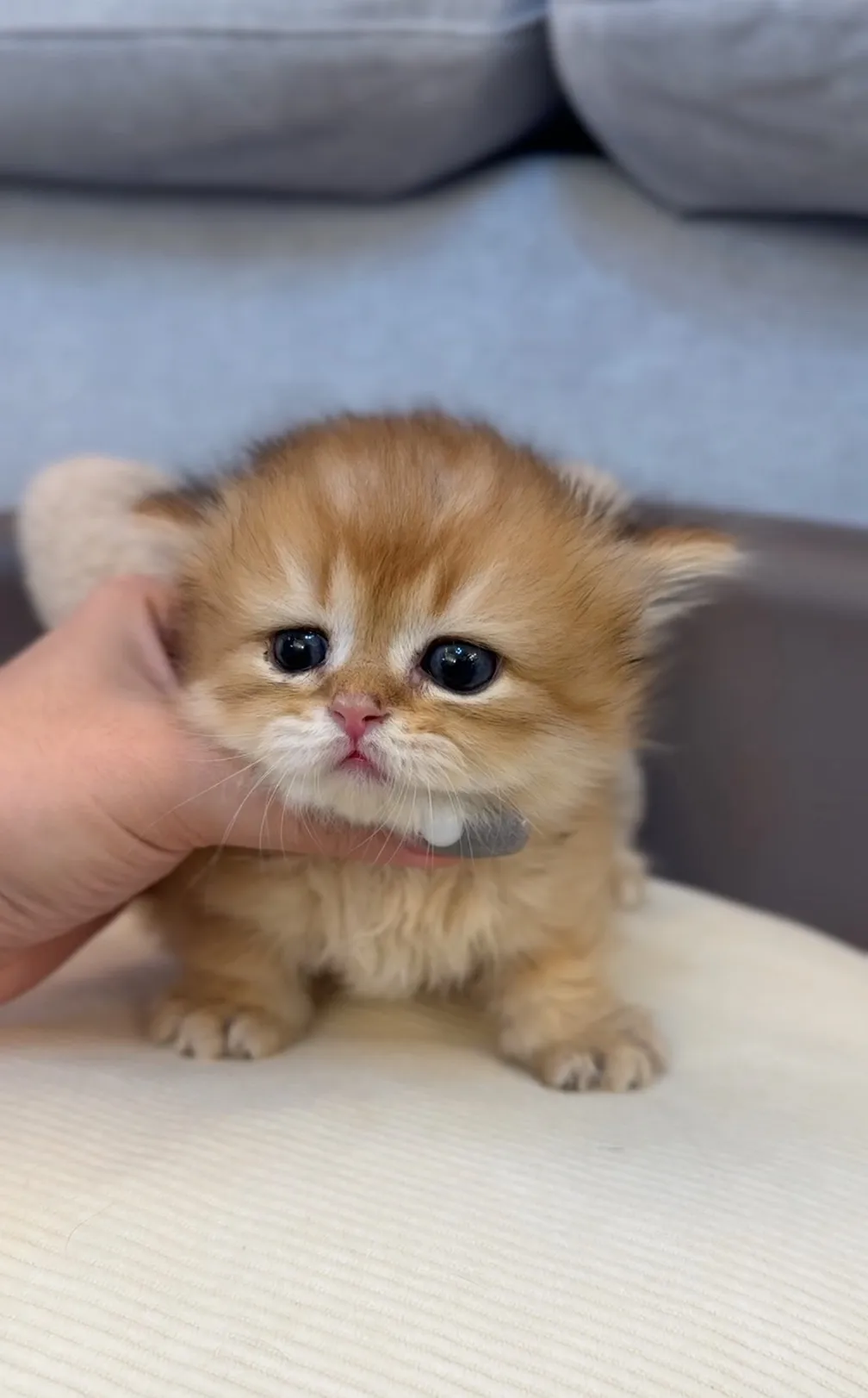 無辜臉貼地矮 | 金小步舞曲弟弟