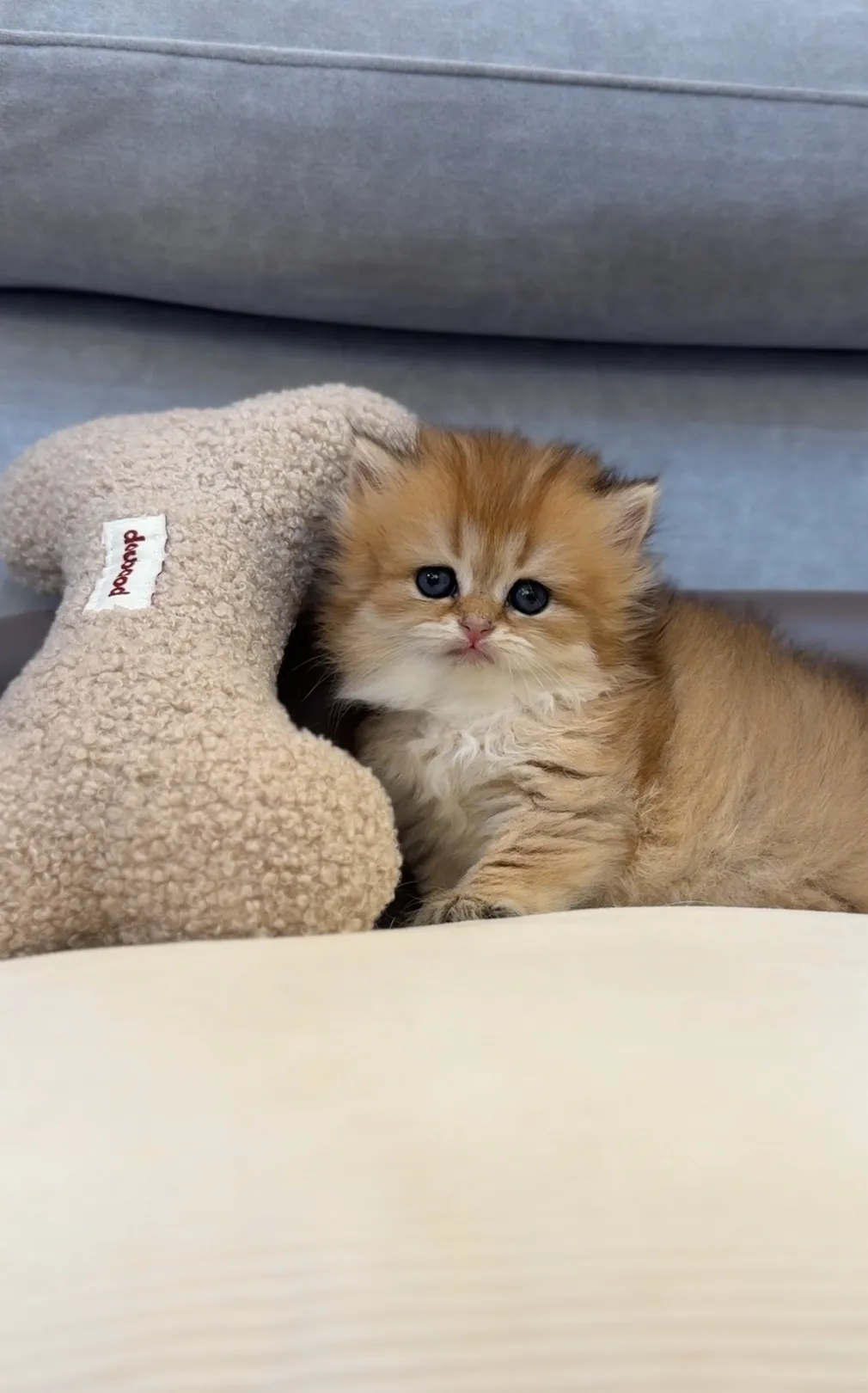 爆毛 | 金漸層英長弟弟