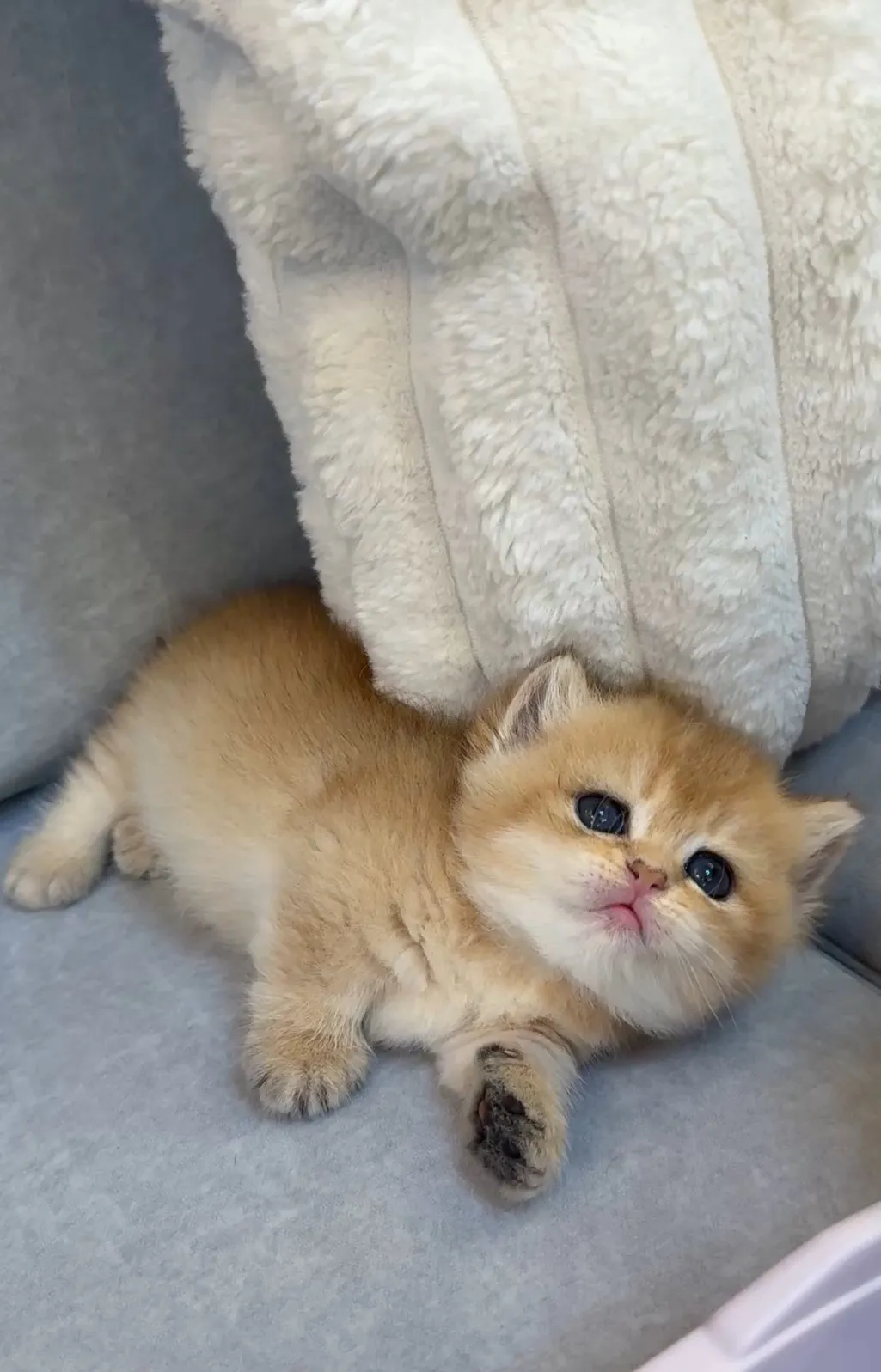 貼地矮 | 金漸層曼赤肯 妹妹 (已有家)