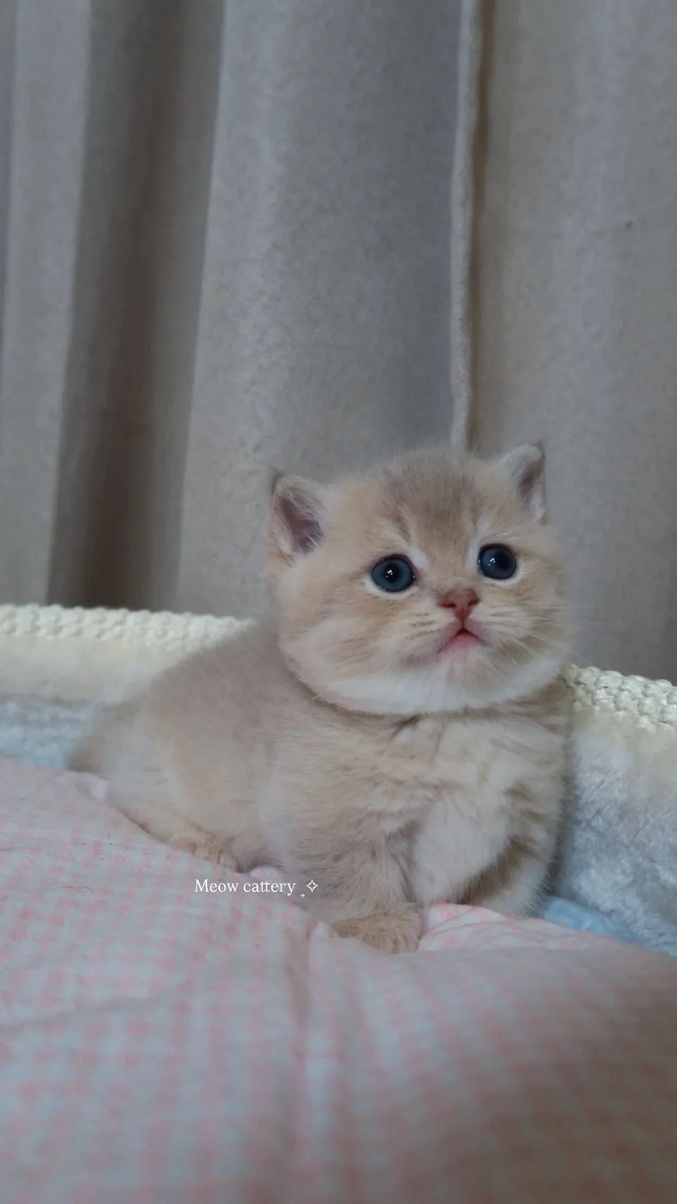 甜美貼地矮 | 紫金曼赤肯 妹妹