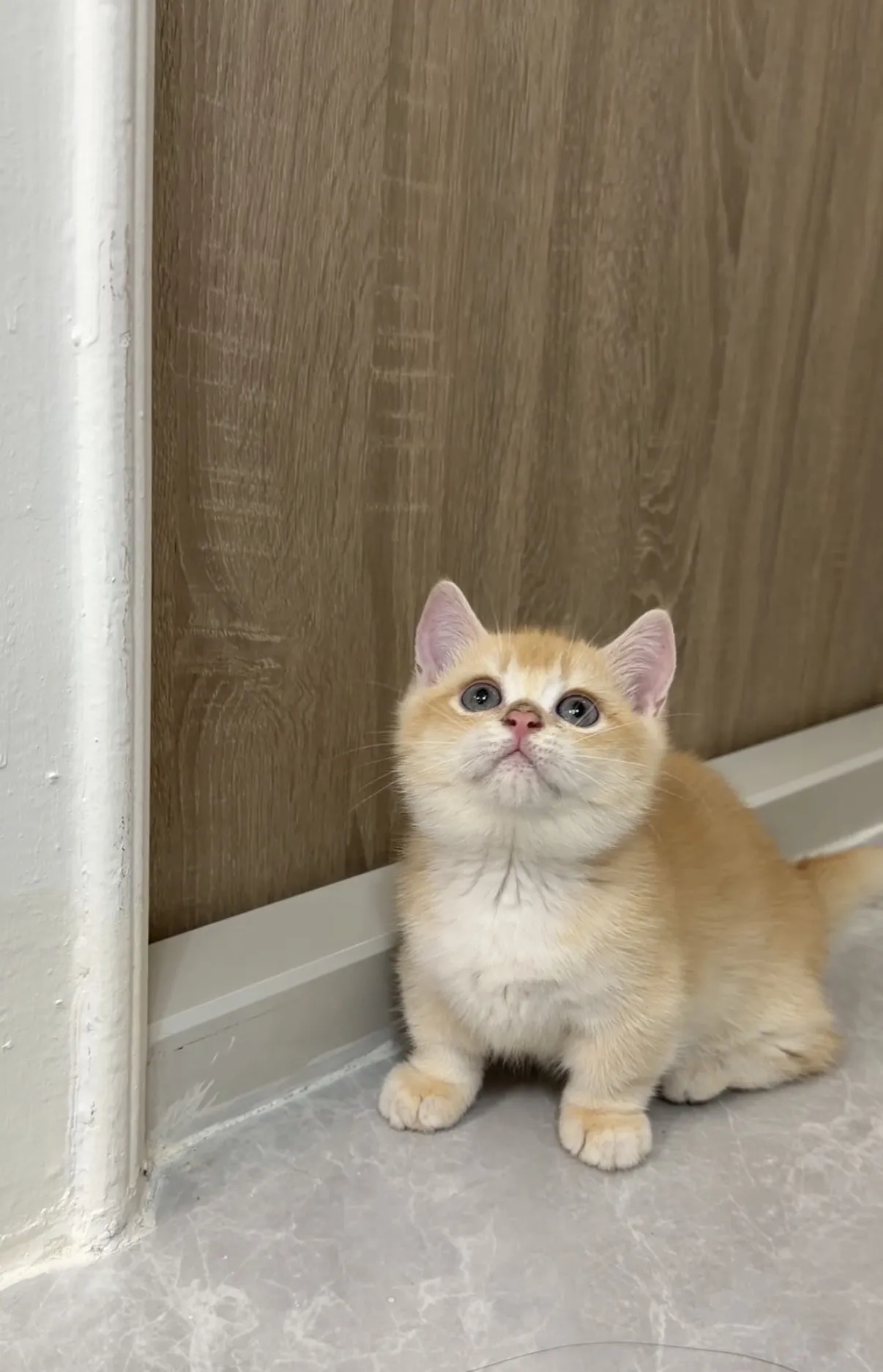 超稀有｜紅金漸層短腿弟弟