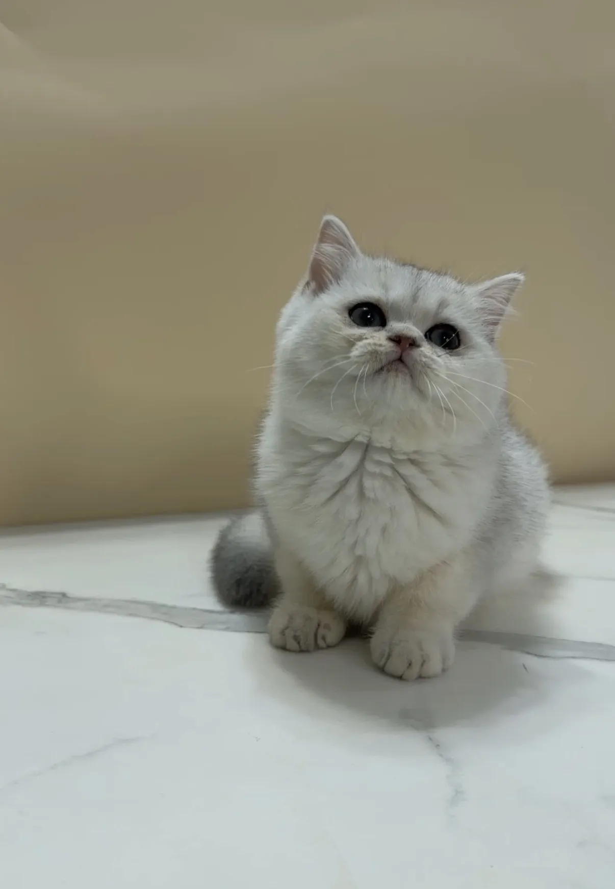 包子臉｜銀漸層弟弟