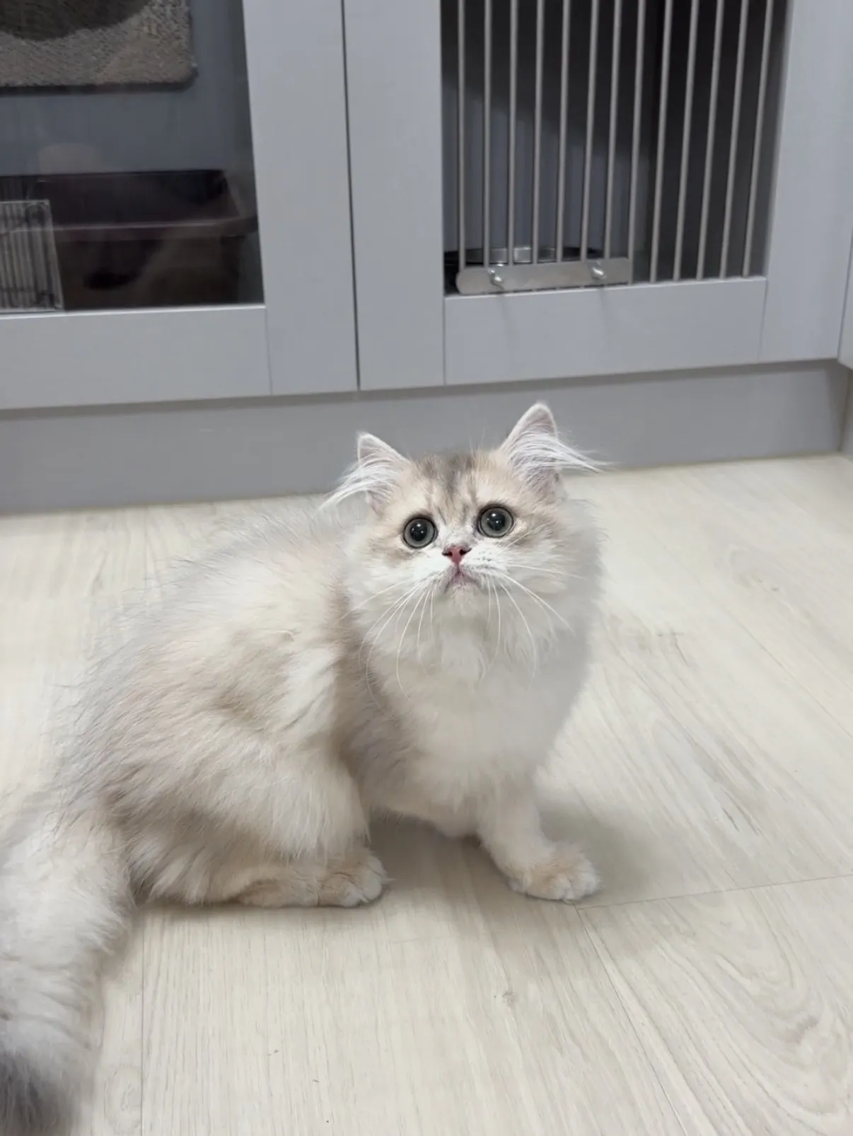 大眼甜美｜藍金長毛妹妹