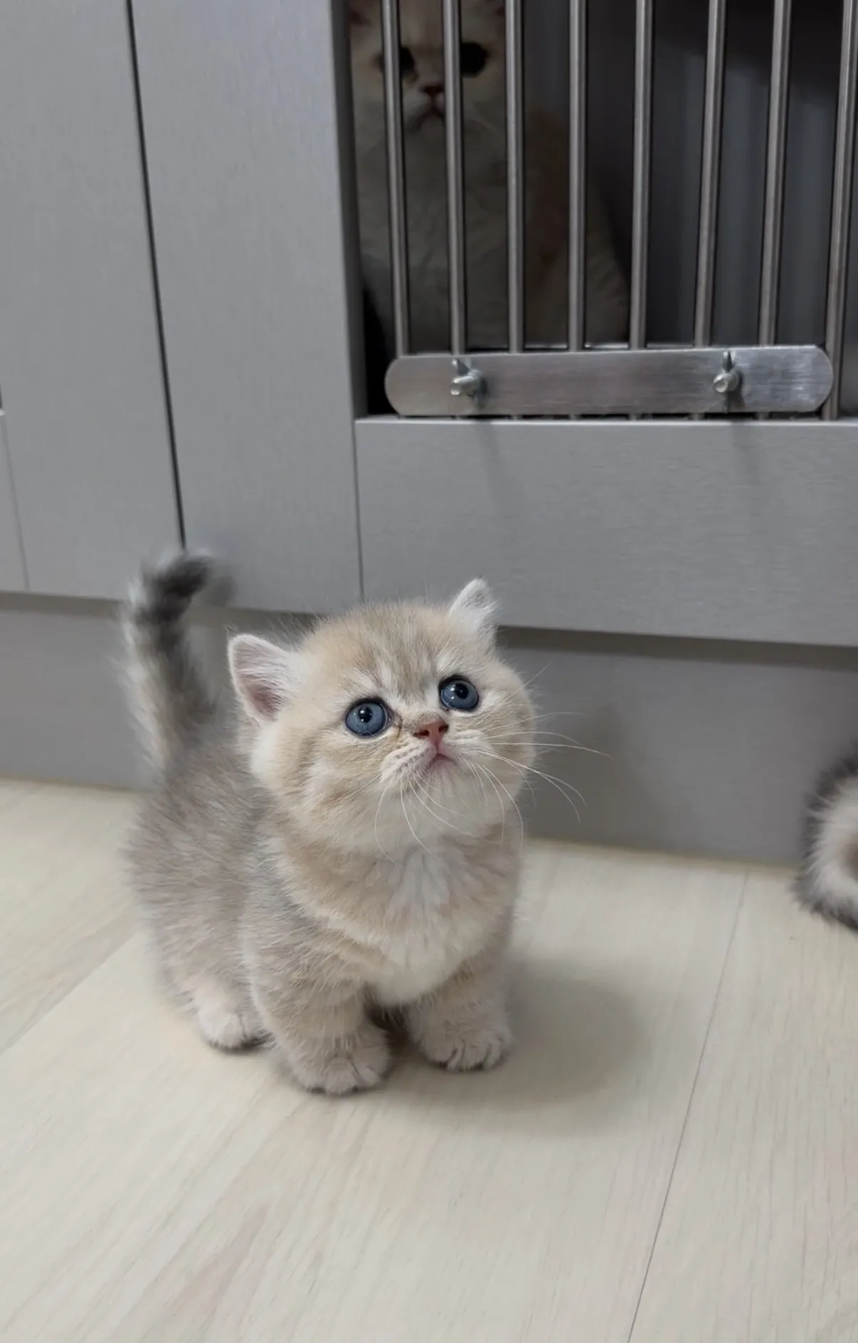 超萌｜藍金短腿弟弟