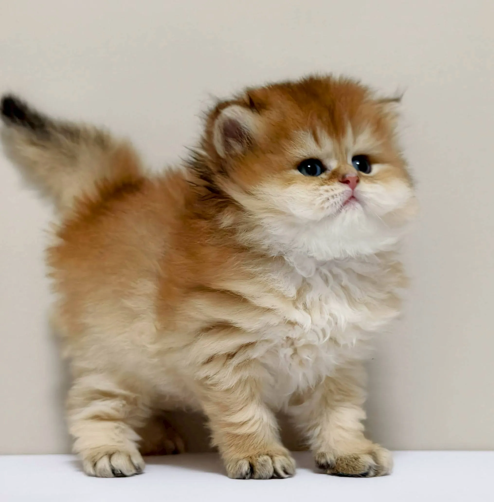 甜美金漸層長毛弟弟