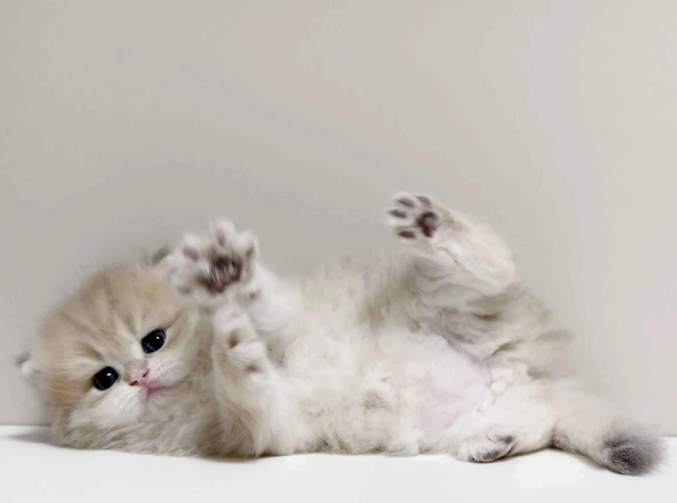 甜美藍金長毛妹妹