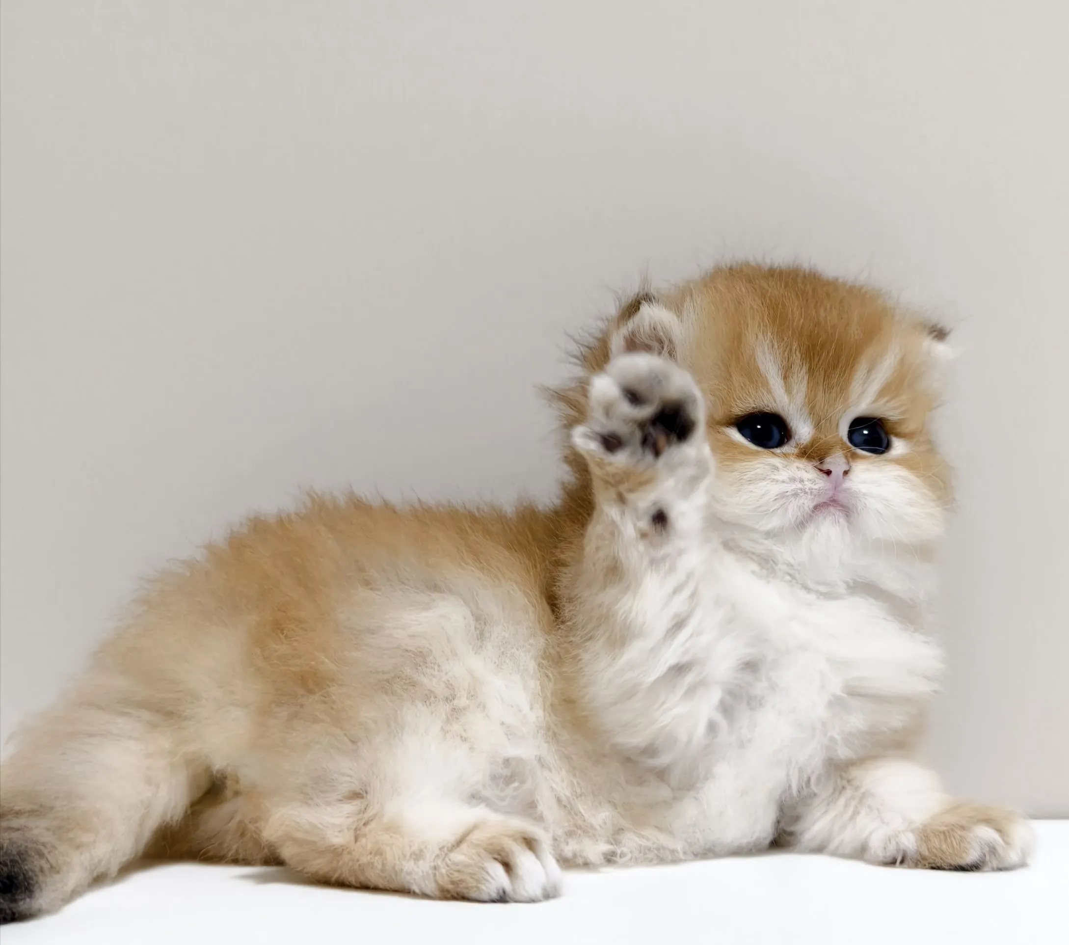 甜美金漸層長毛弟弟