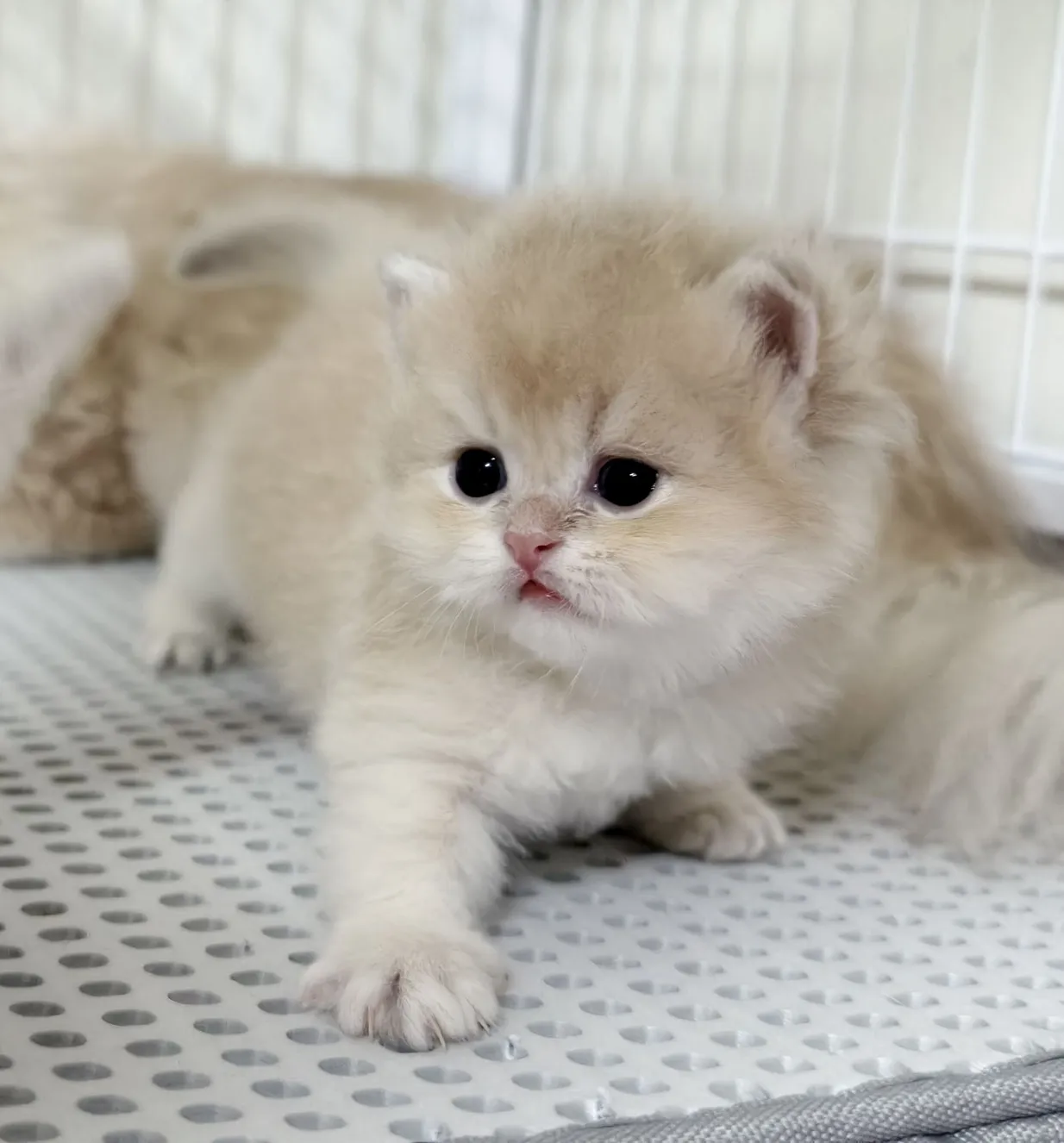 紫金長毛｜弟弟 
