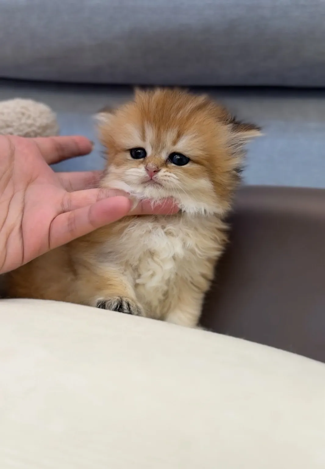 爆毛 | 金漸層英長弟弟