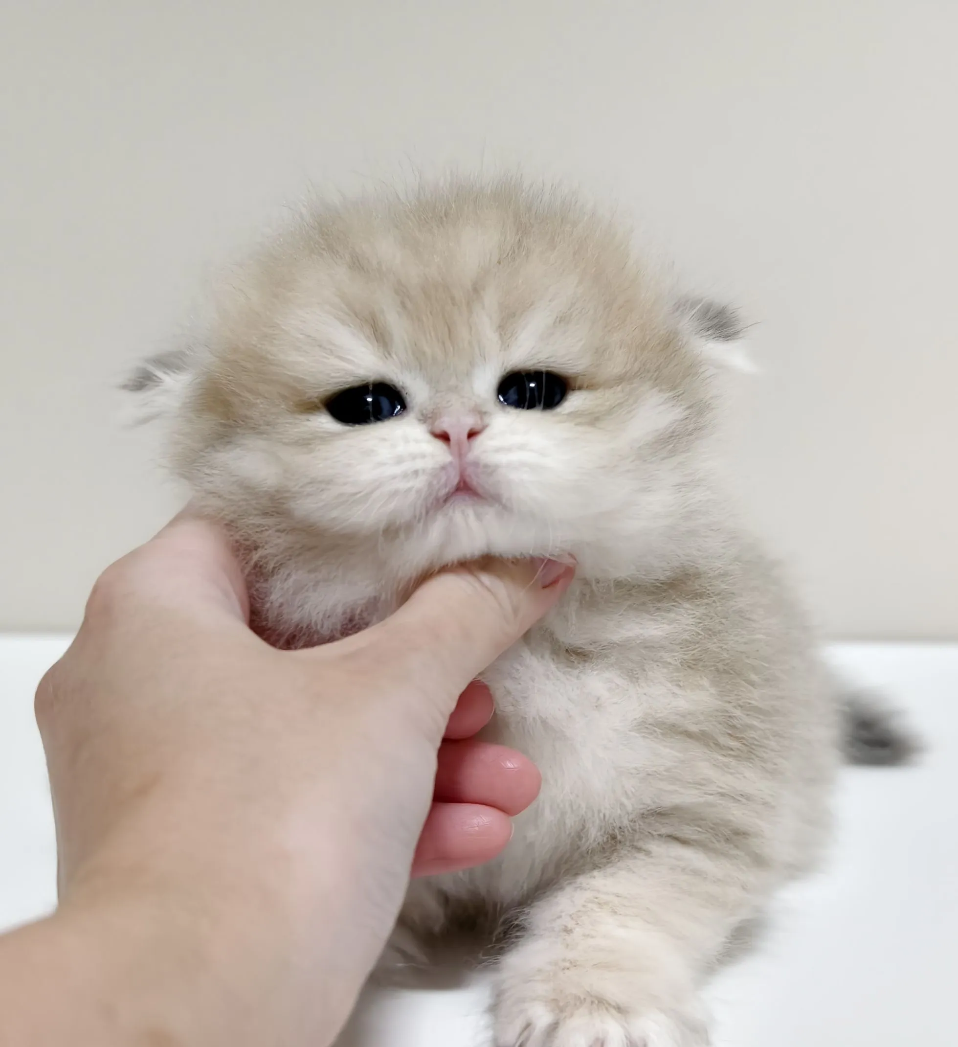 甜美藍金長毛妹妹