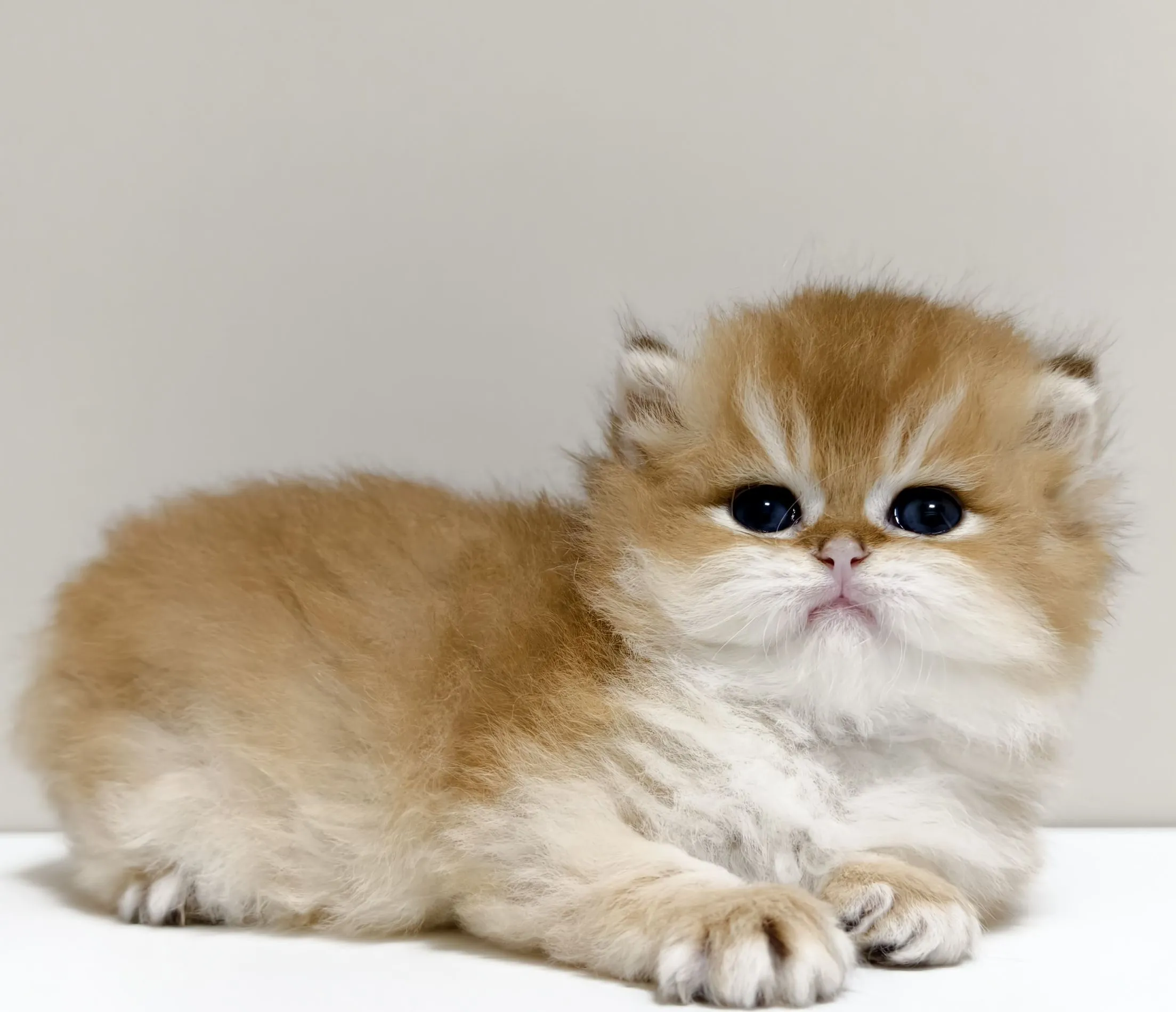 甜美金漸層長毛弟弟