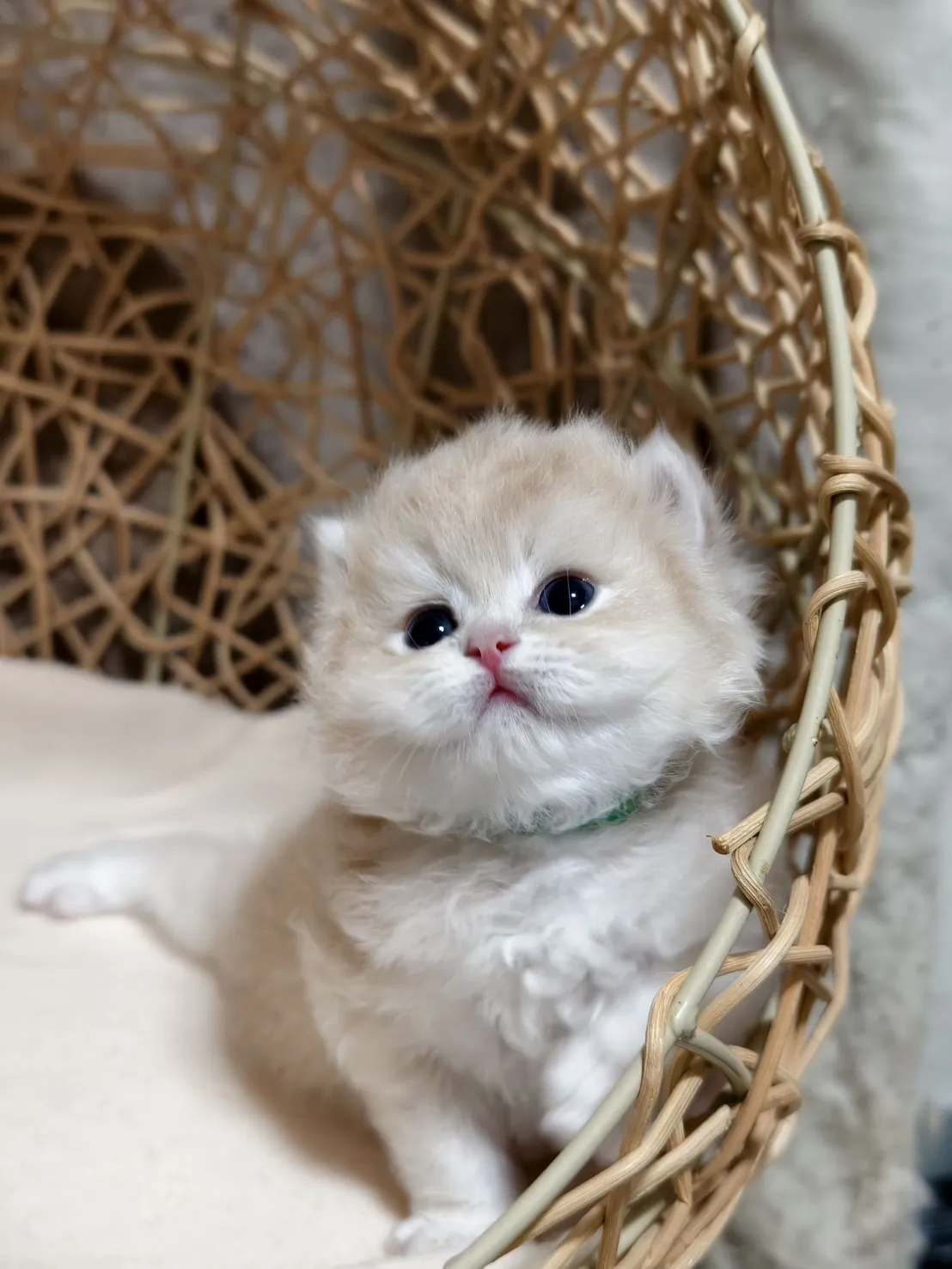 紫金點英長弟弟