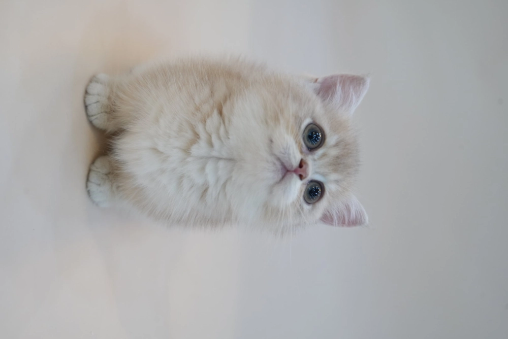 貼地矮 | 紫金曼赤