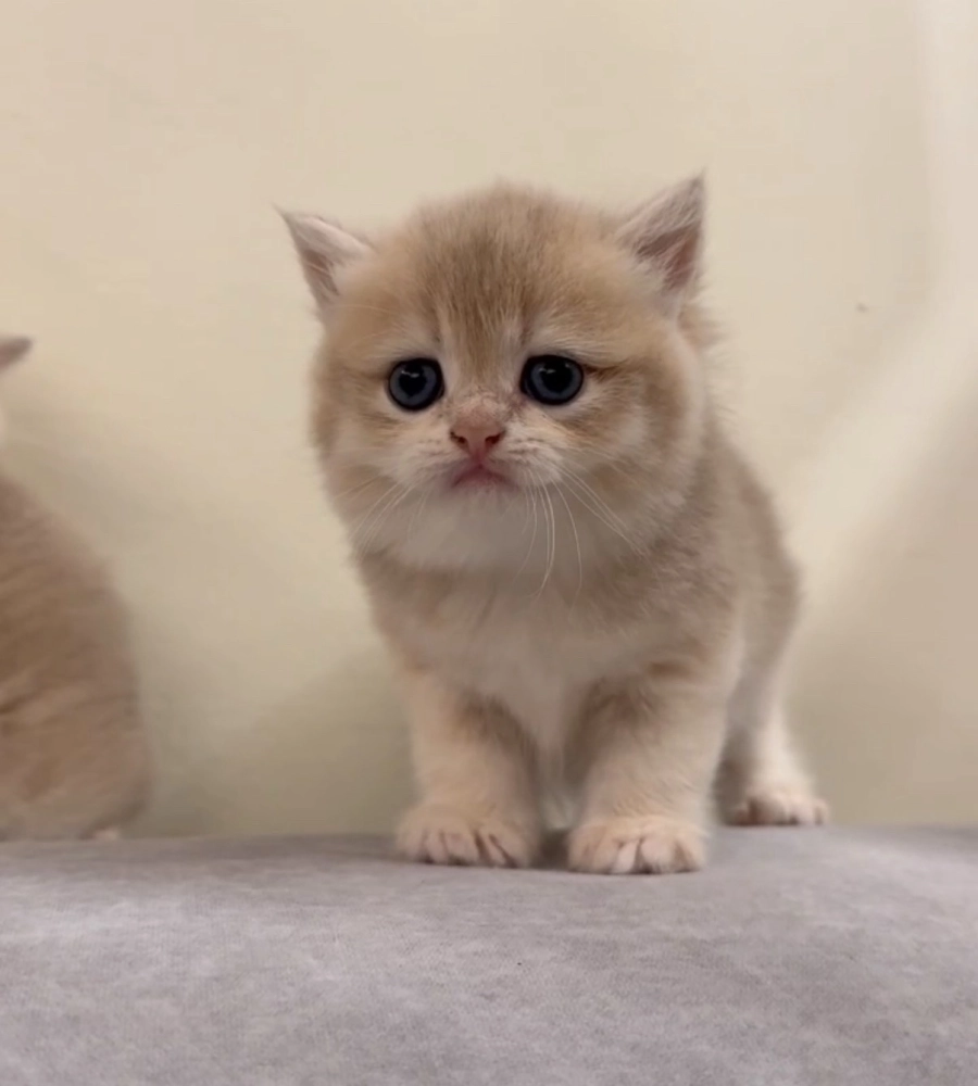 熊版焦糖藍金弟弟