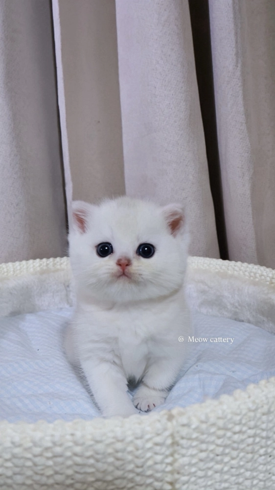 卡通臉銀點弟弟 (已