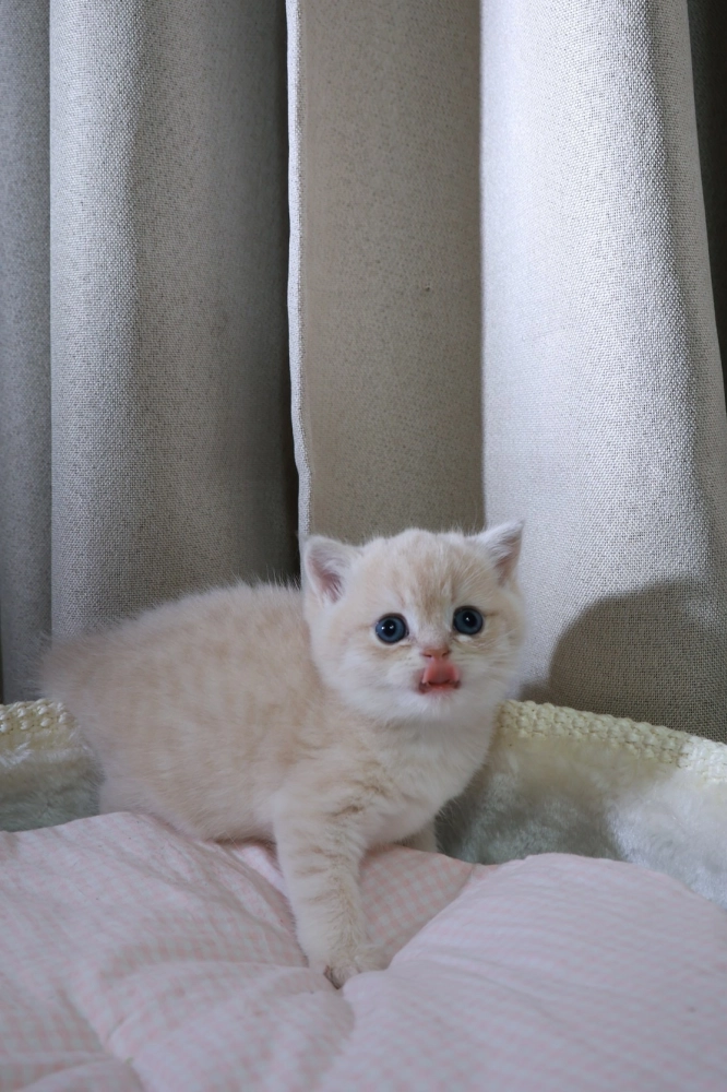 甜美紫金妹妹 (已有