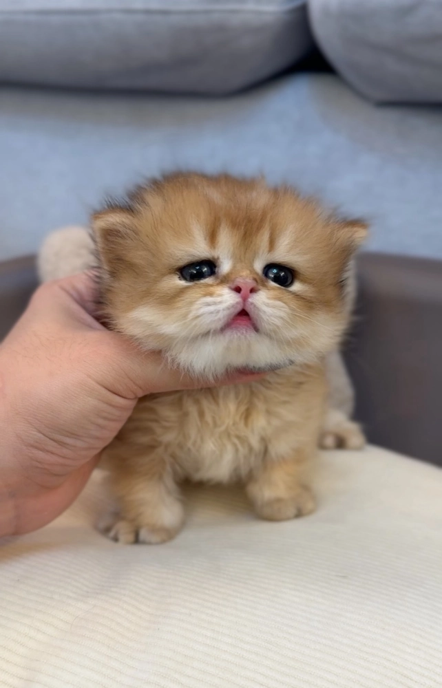 無辜臉貼地矮 | 金