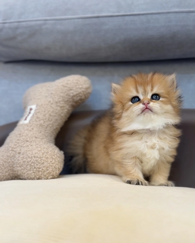 爆毛 | 金漸層英長