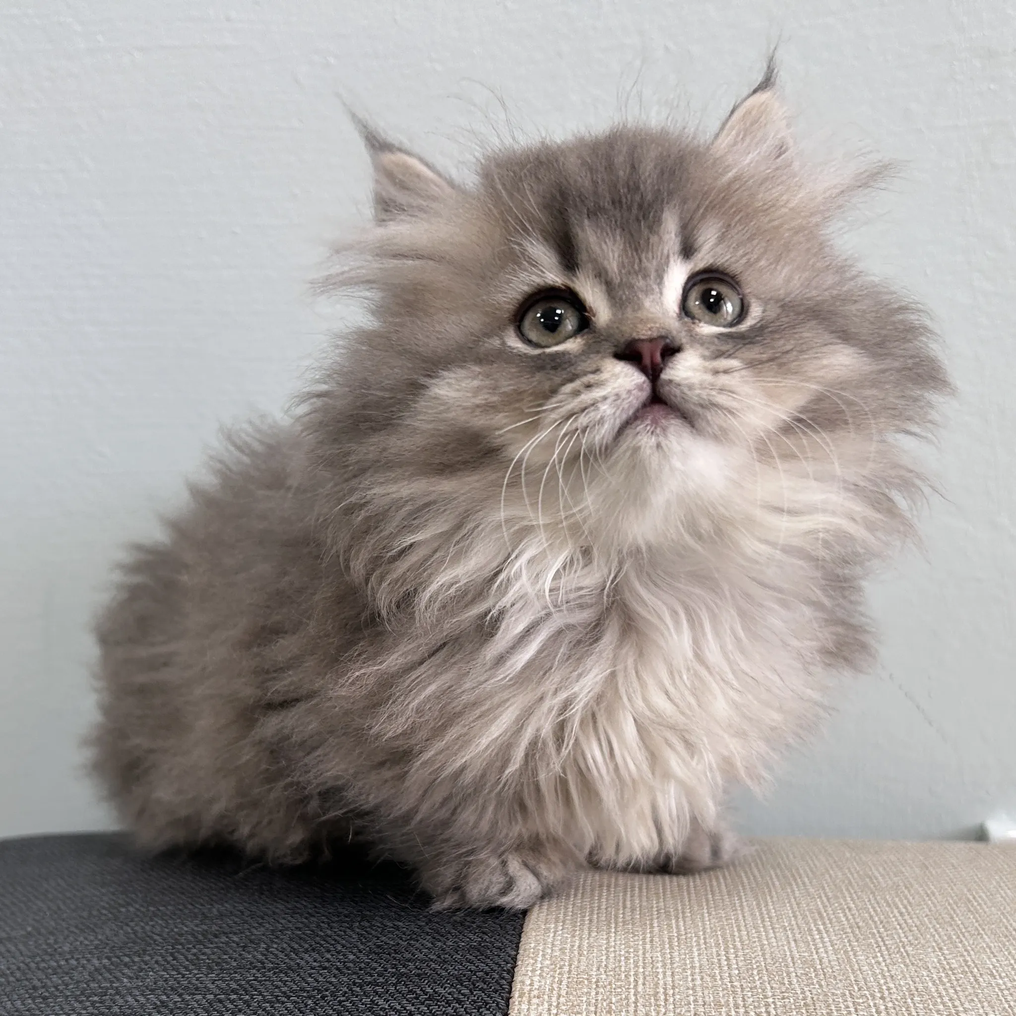 藍銀漸層小步舞曲弟弟