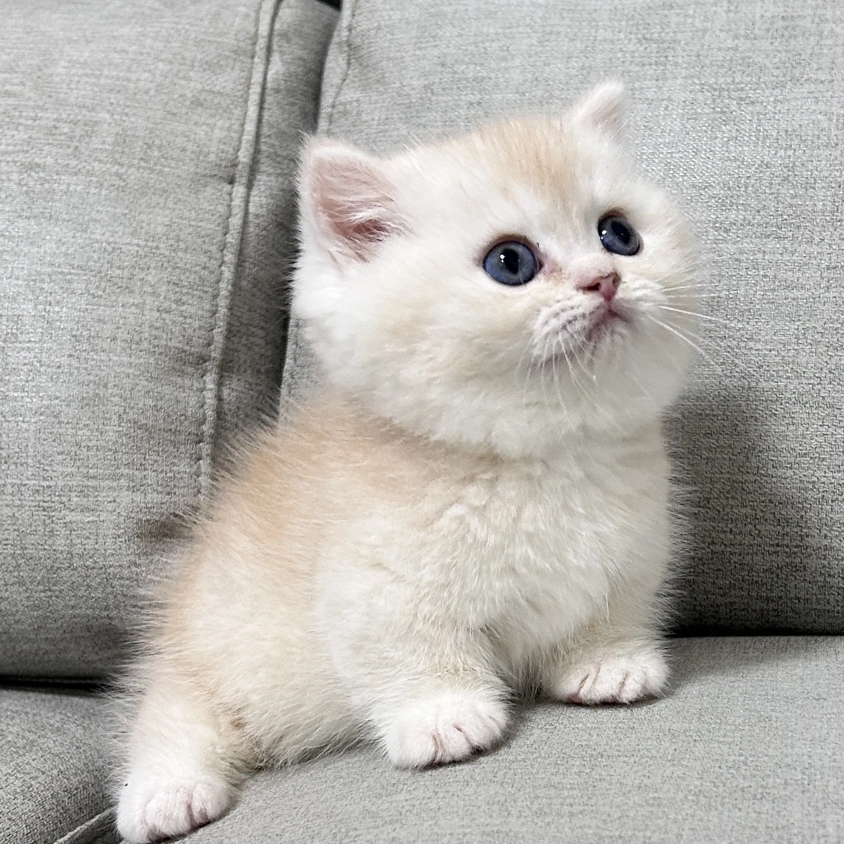 奶油銀漸層曼赤肯弟弟