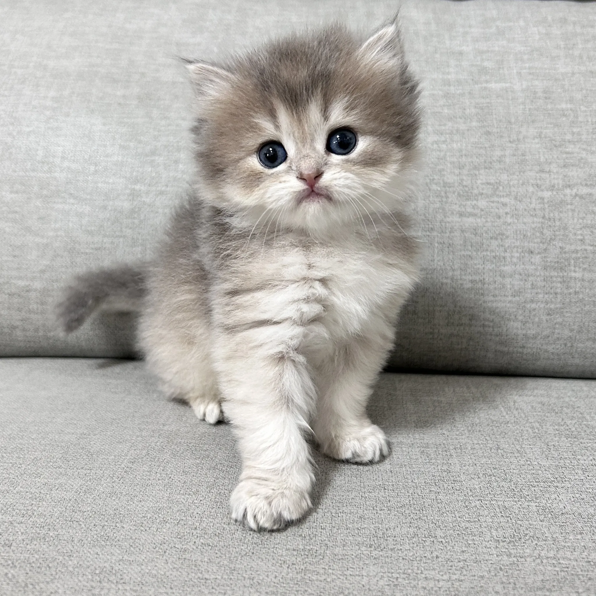 藍金漸層英長妹妹(已有家)