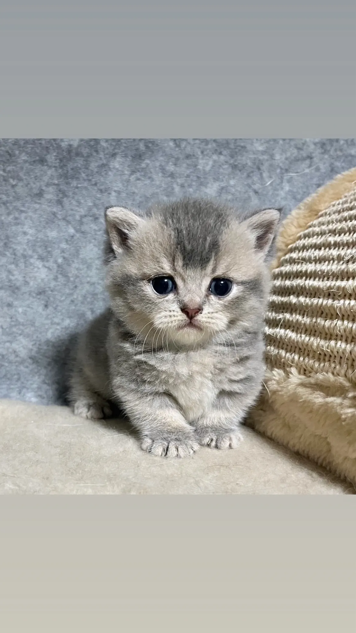 藍金漸層曼赤肯弟弟